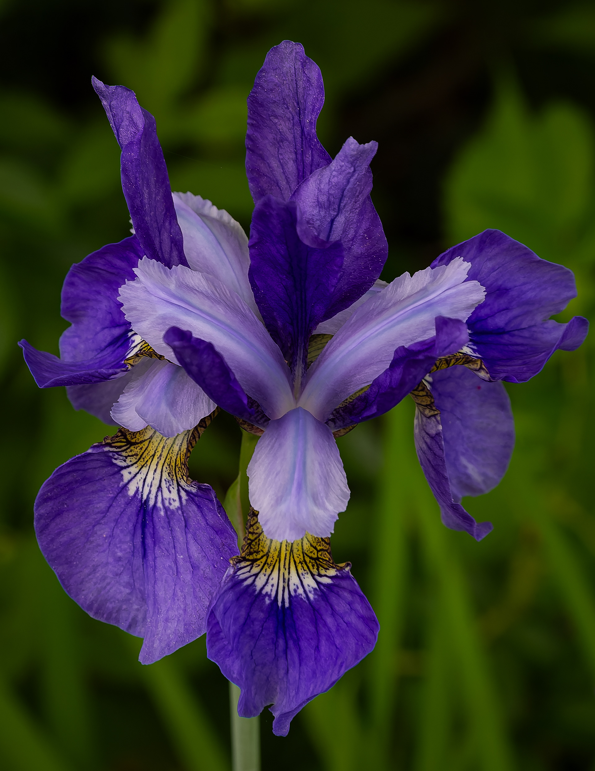 Purple Iris - June 14, 2026
