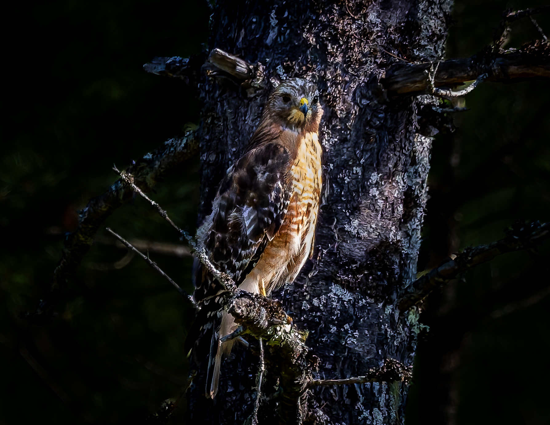 Red-shouldered Hawk No4
