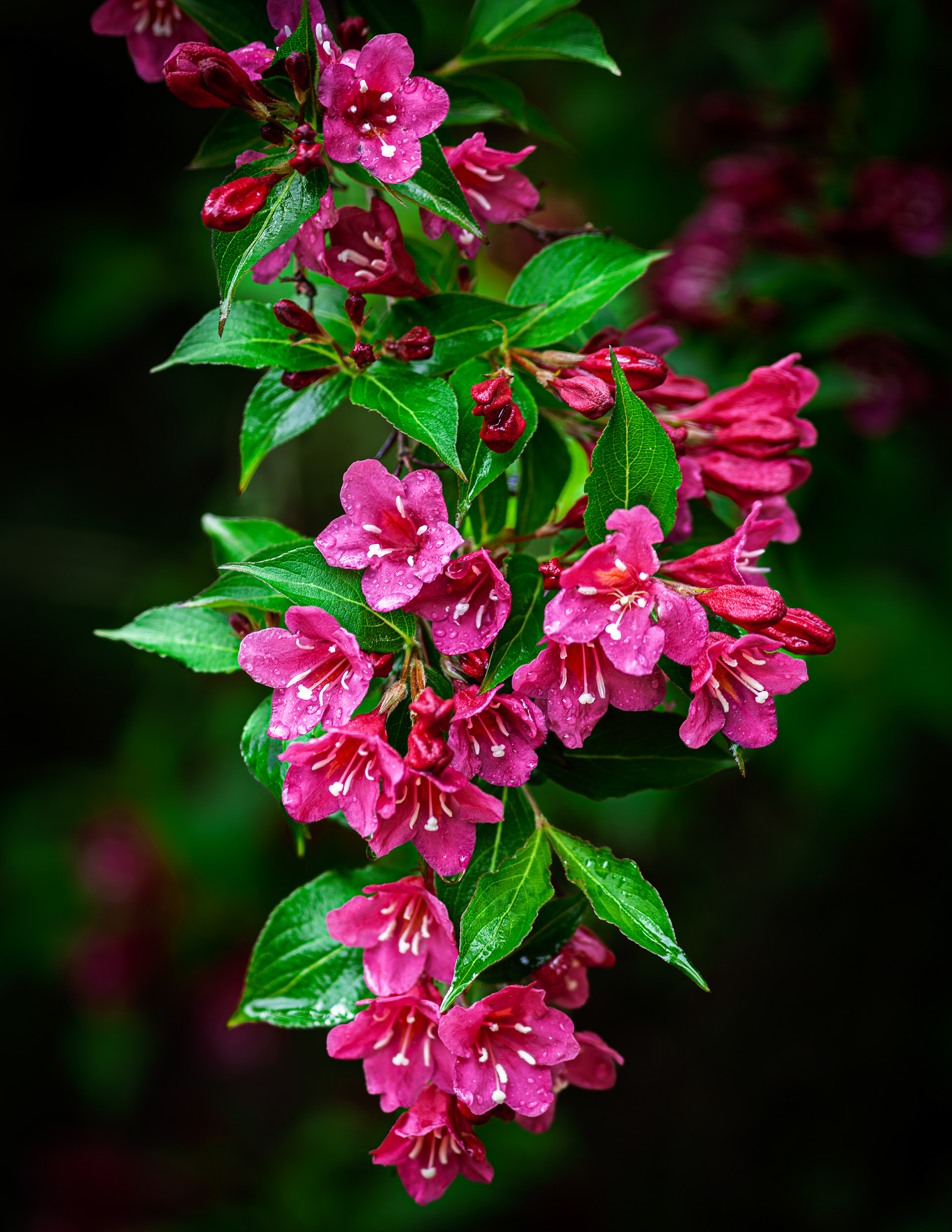 Weigela No2
