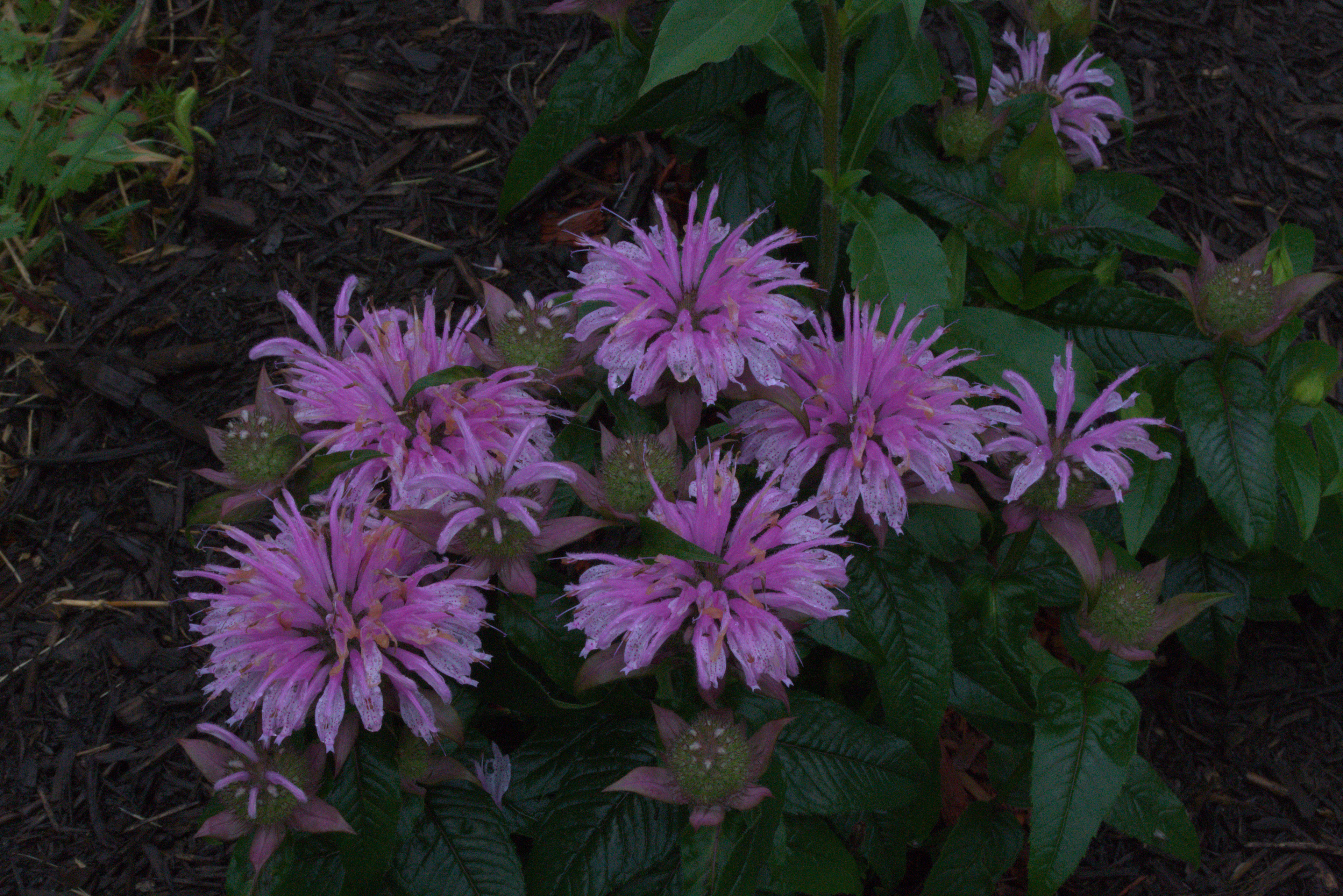 Bee Balm