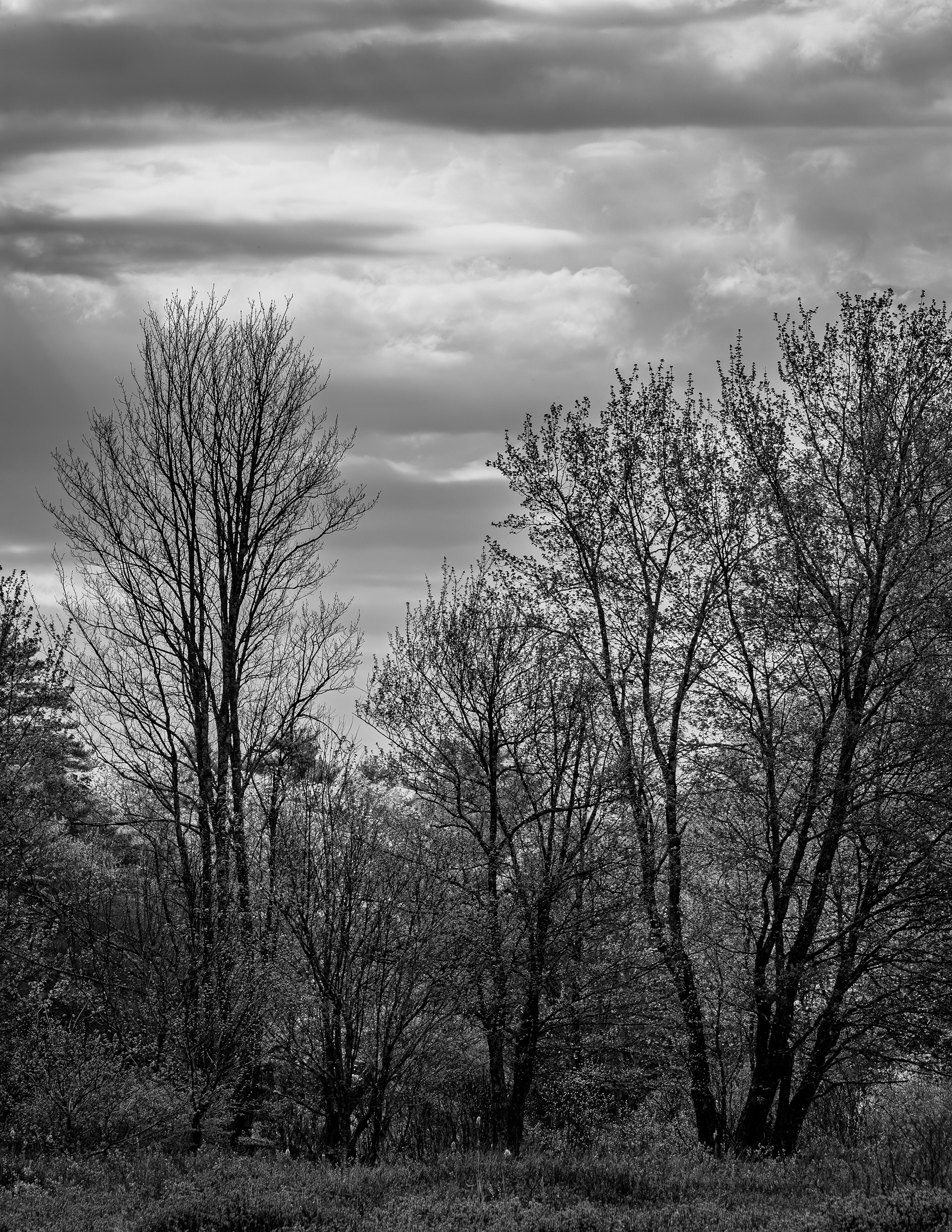 View at Rollins Pond in Black & White