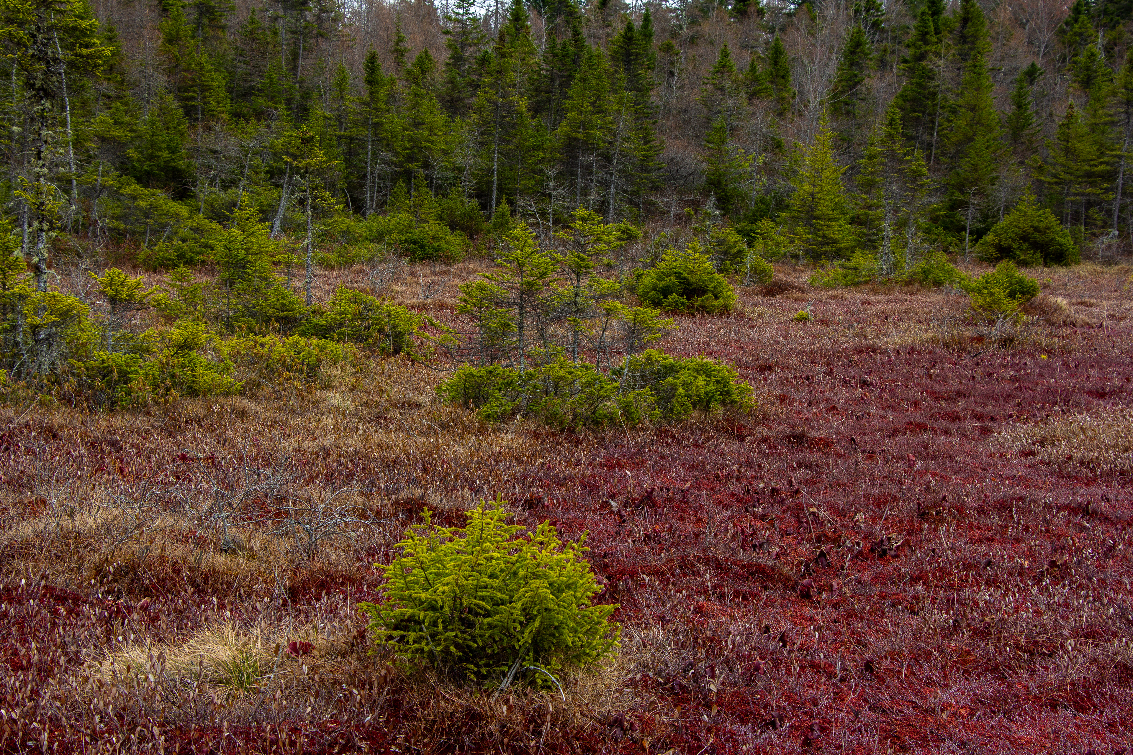 Philbrick-Cricenti Bog No21