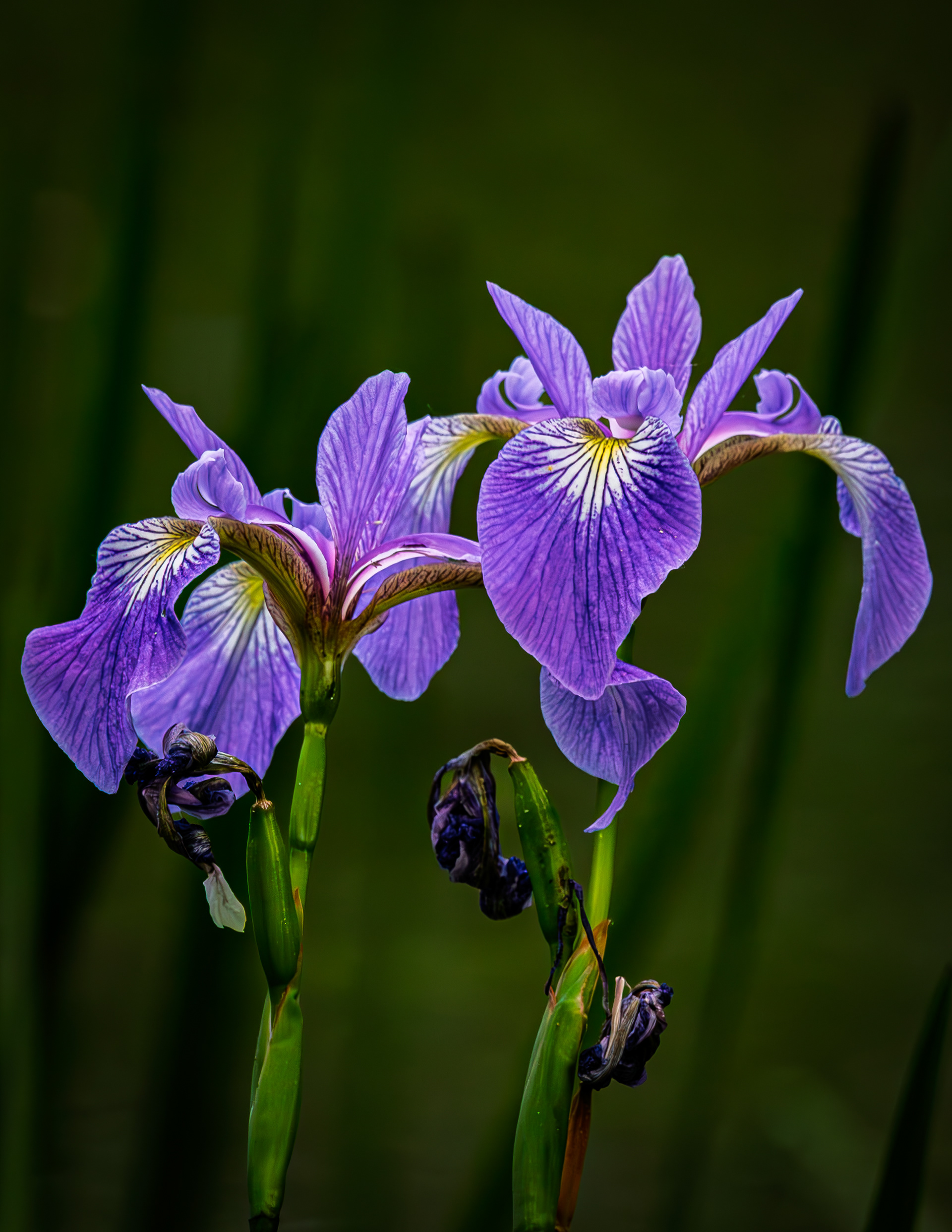 Purple Iris Growing Wild