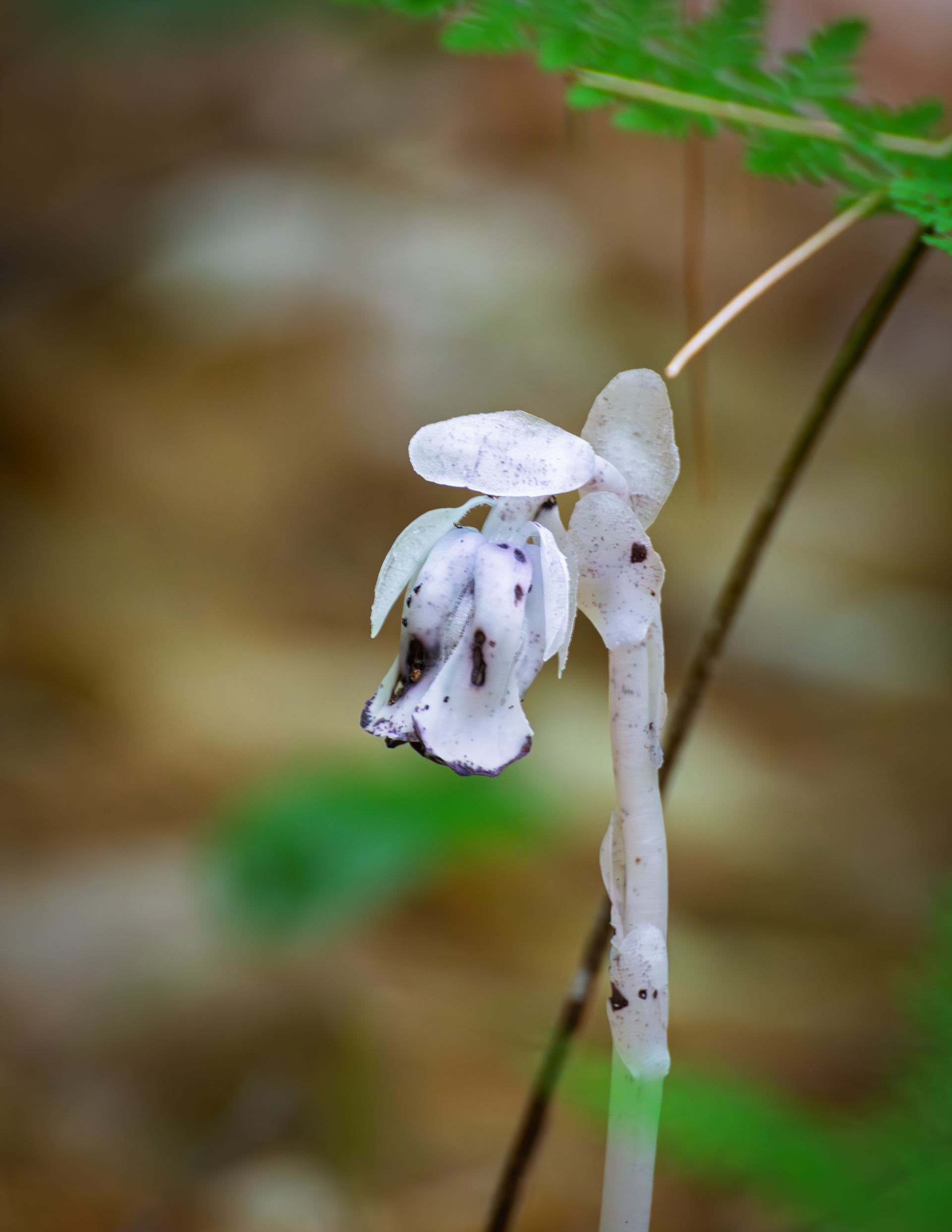 Indian Pipe