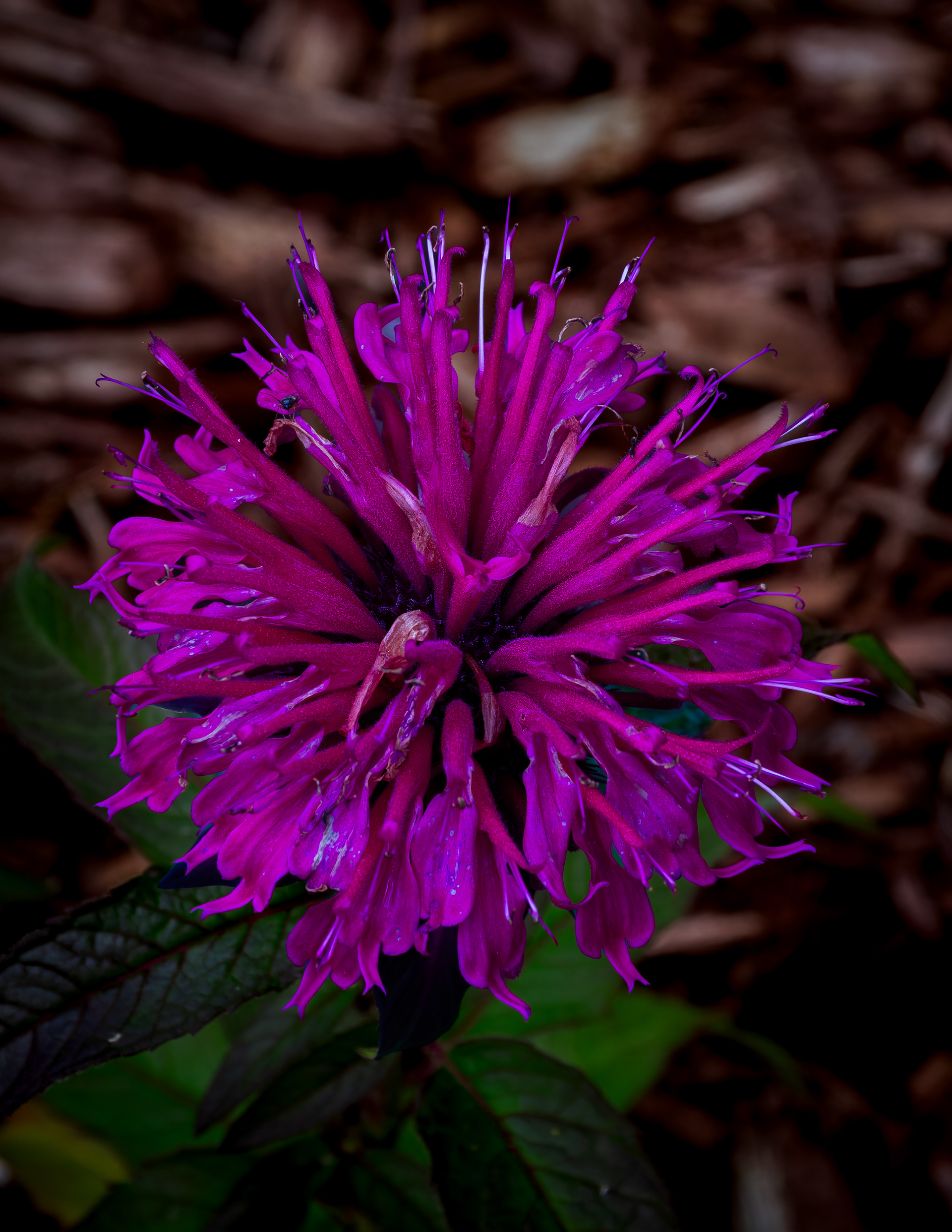 Pink Bee Balm - July 4, 2026