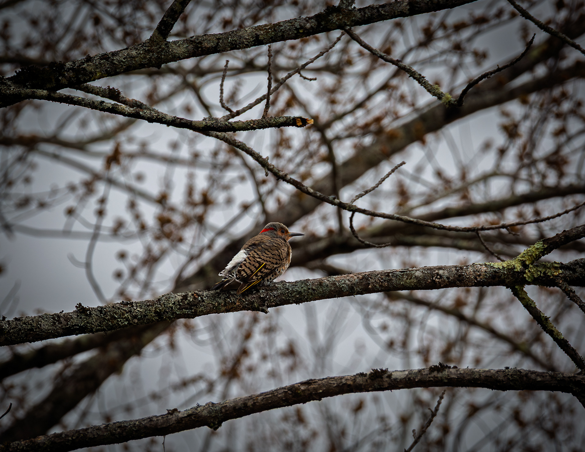 Northern Flicker
