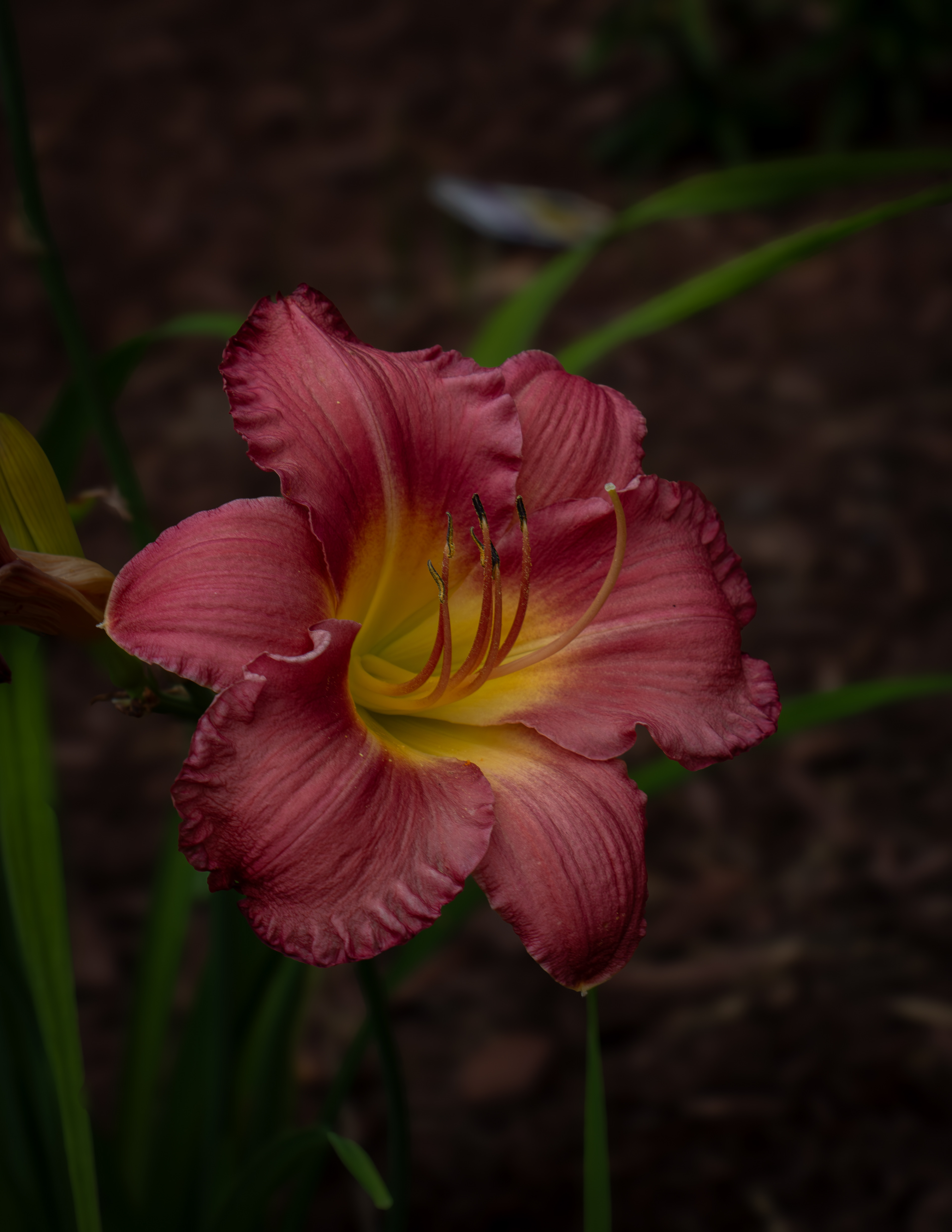 Earlybird Cardinal Daylily - July 11, 2024