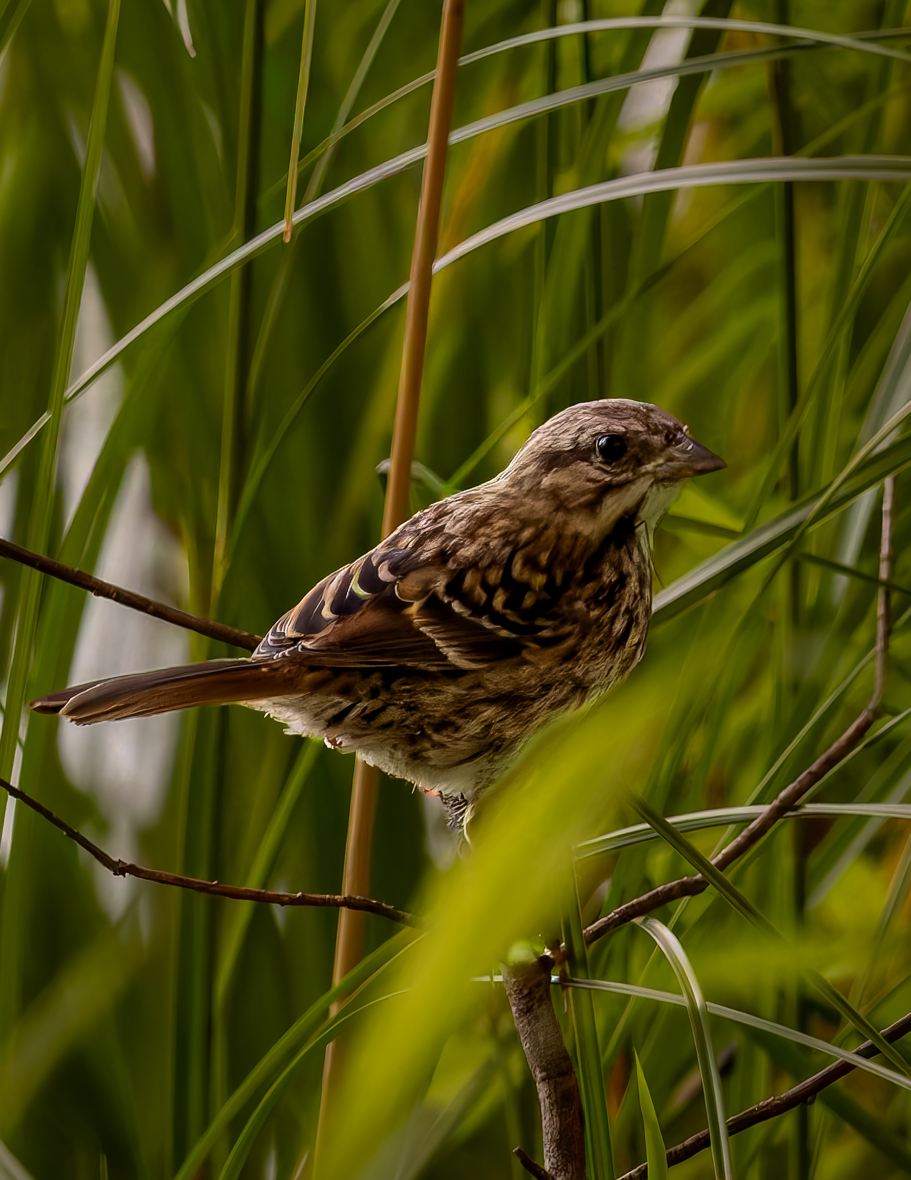 Song Sparrow No3