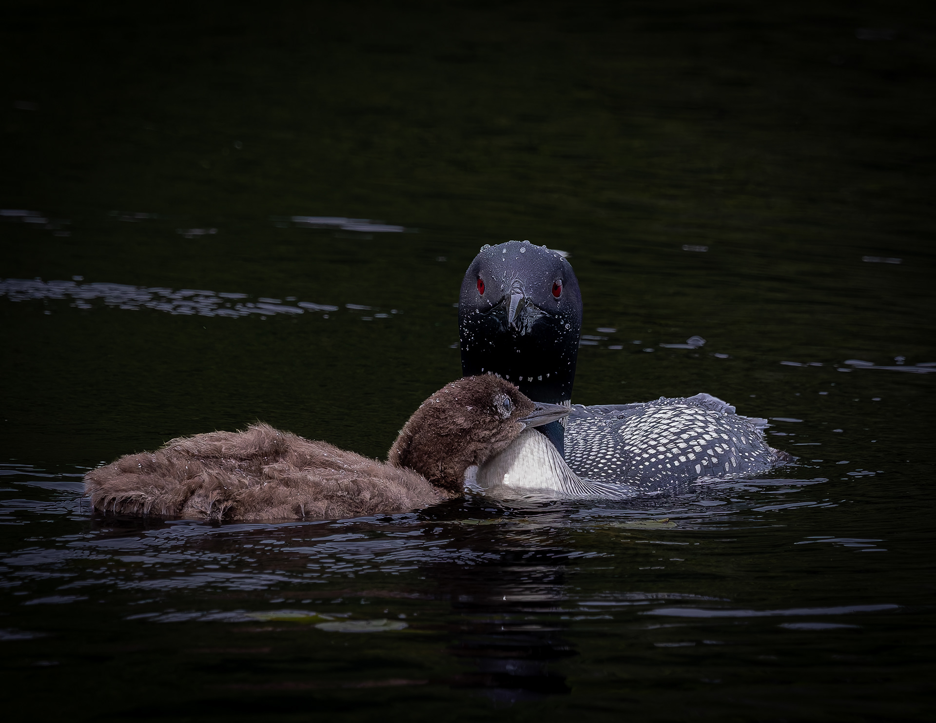 Common Loon Hen with Chick No6