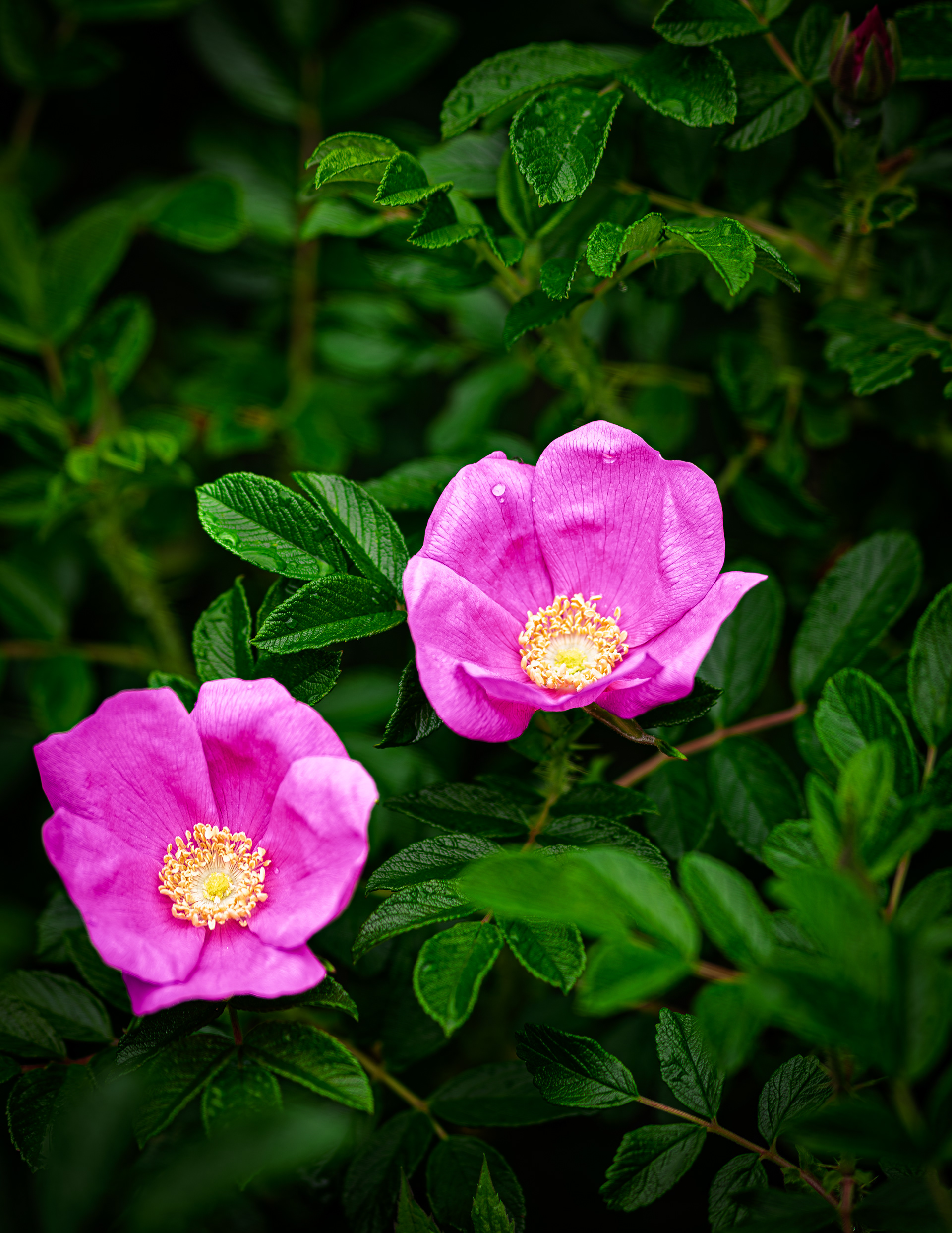 Rugosa Rose