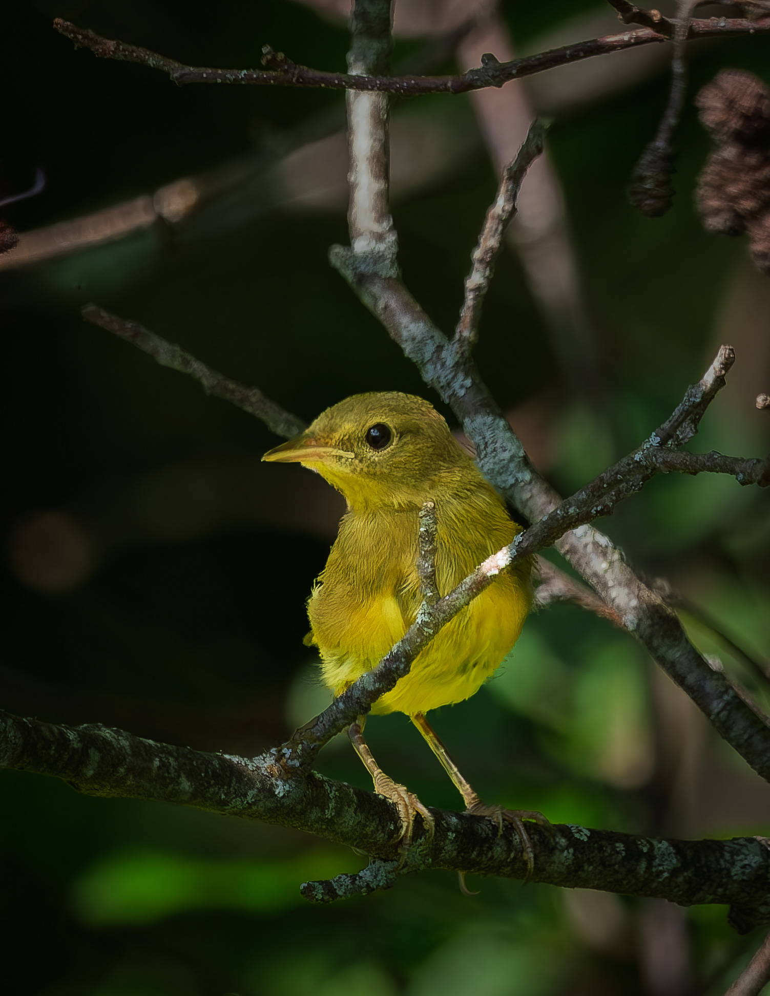 Juvenile Common Yellowthroat No1