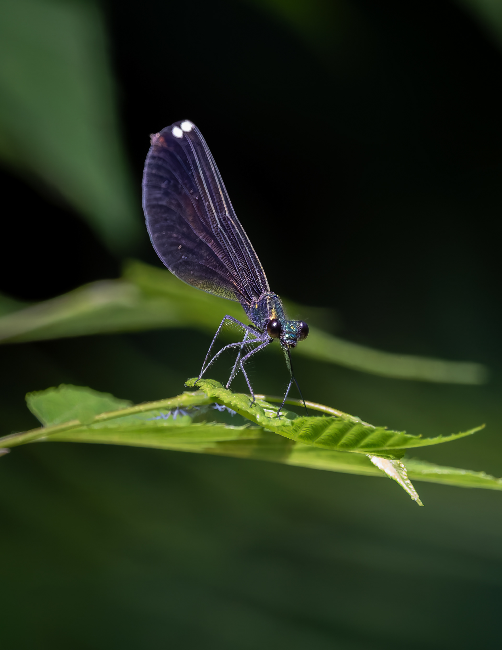 Ebony Jewelwing
