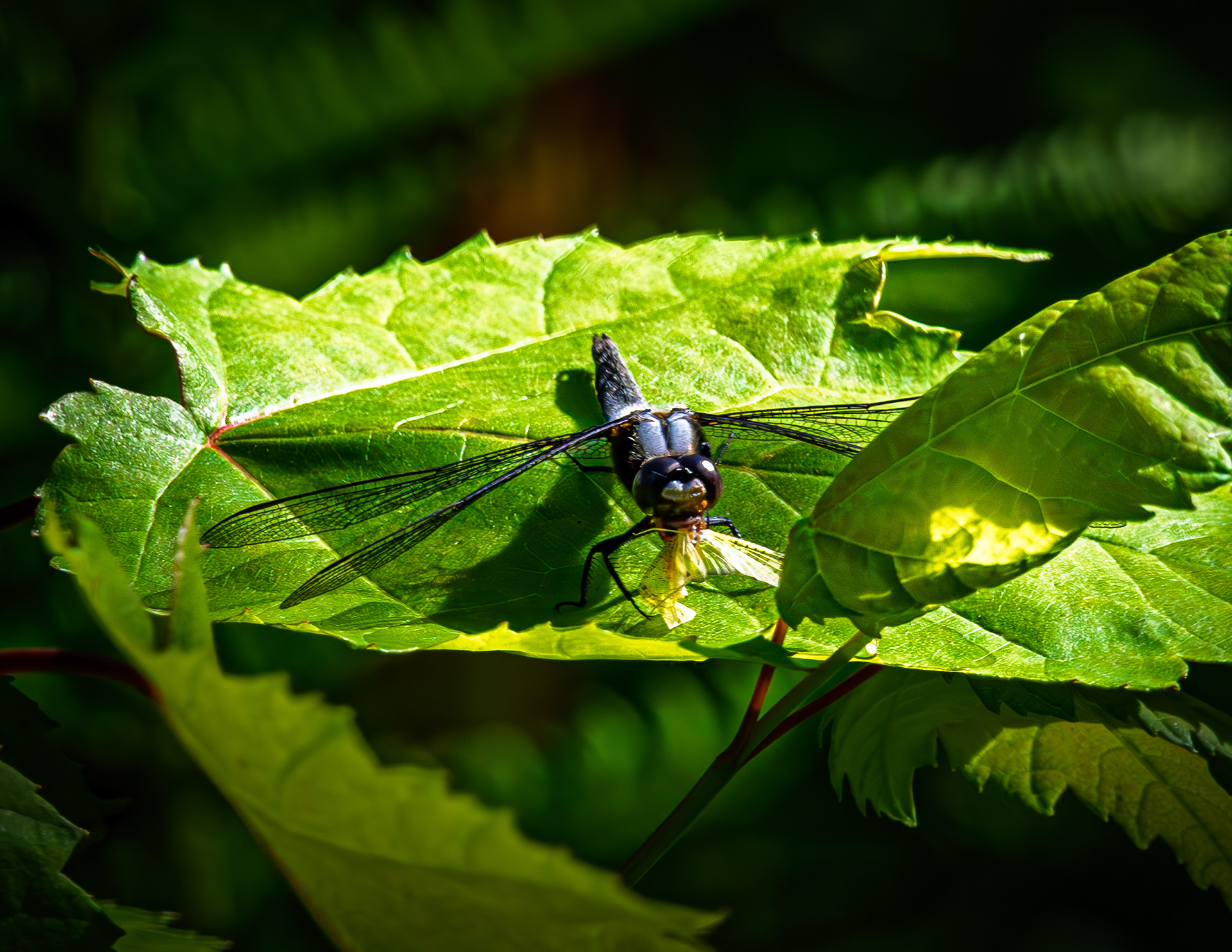 Dragonfly No1