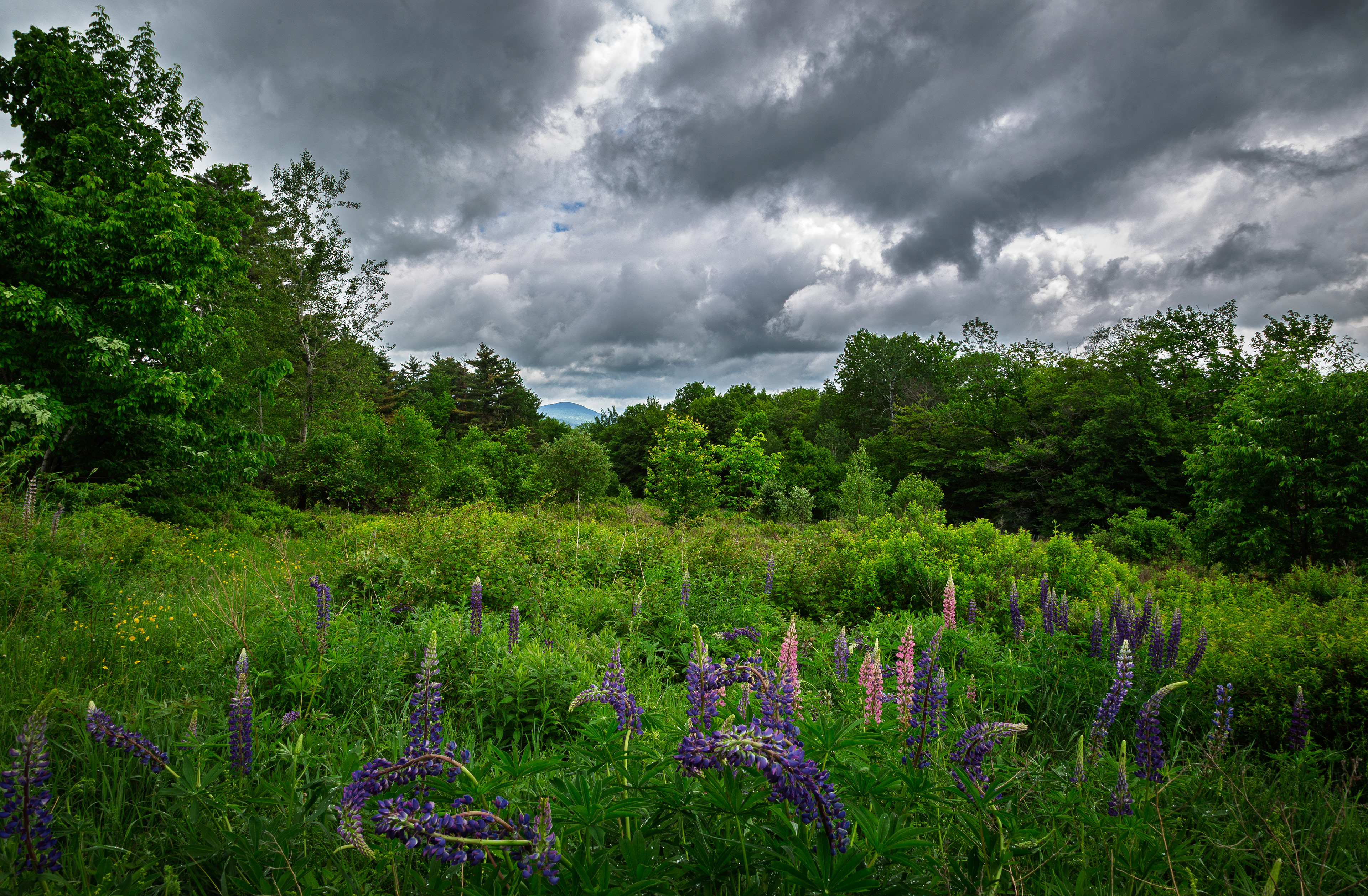 Sugar Hill Lupines No7