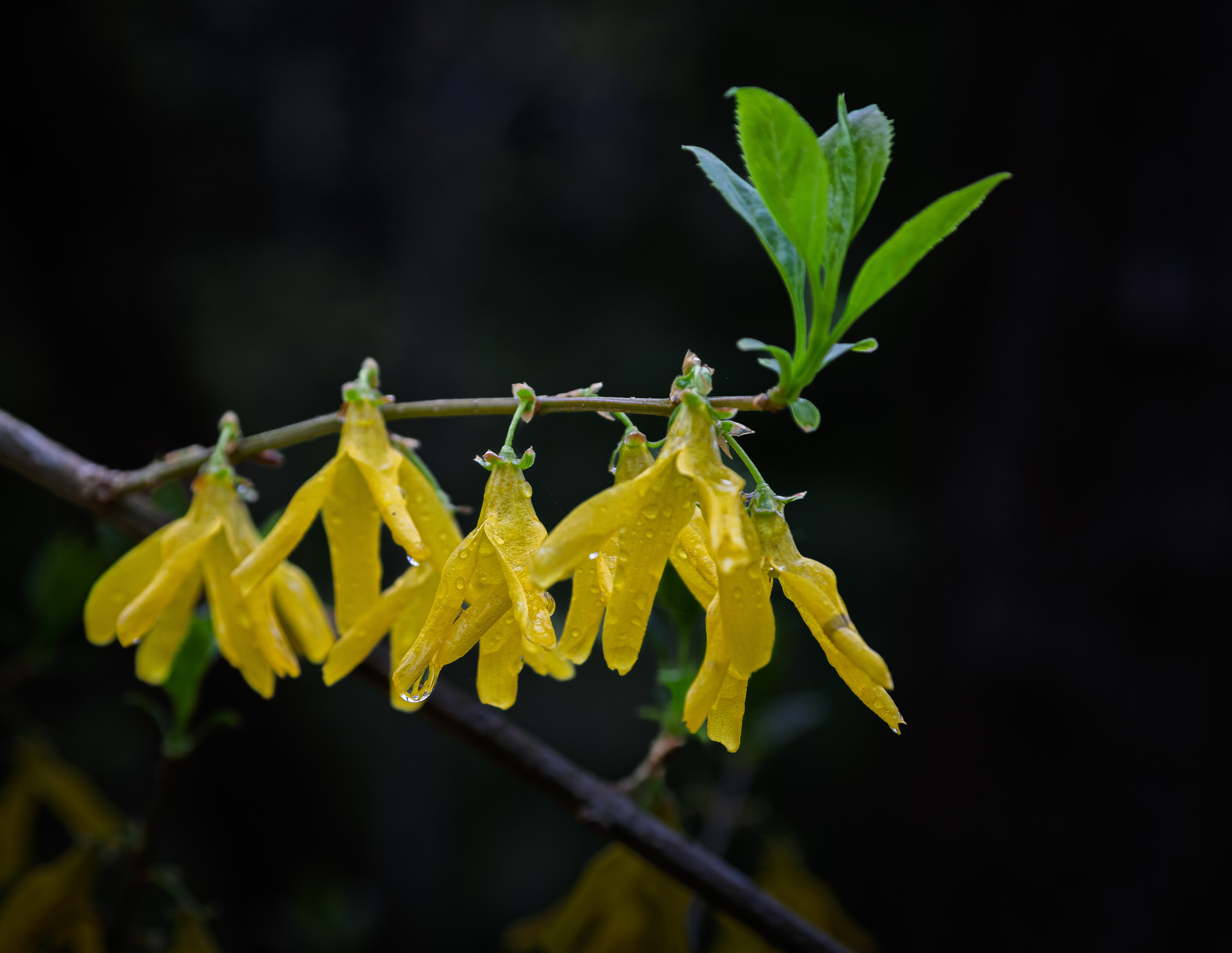 Forsythia