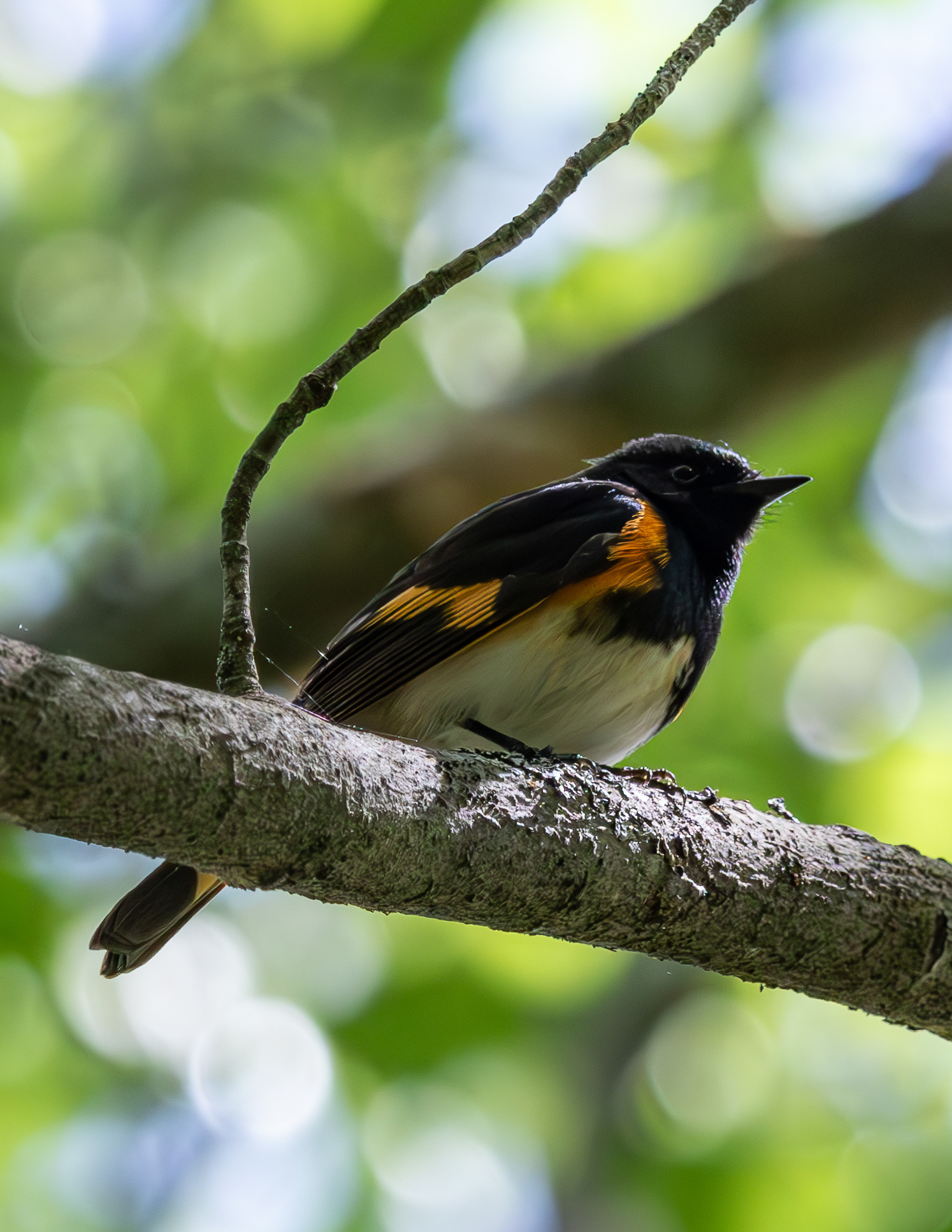 Male Orchard Oriole