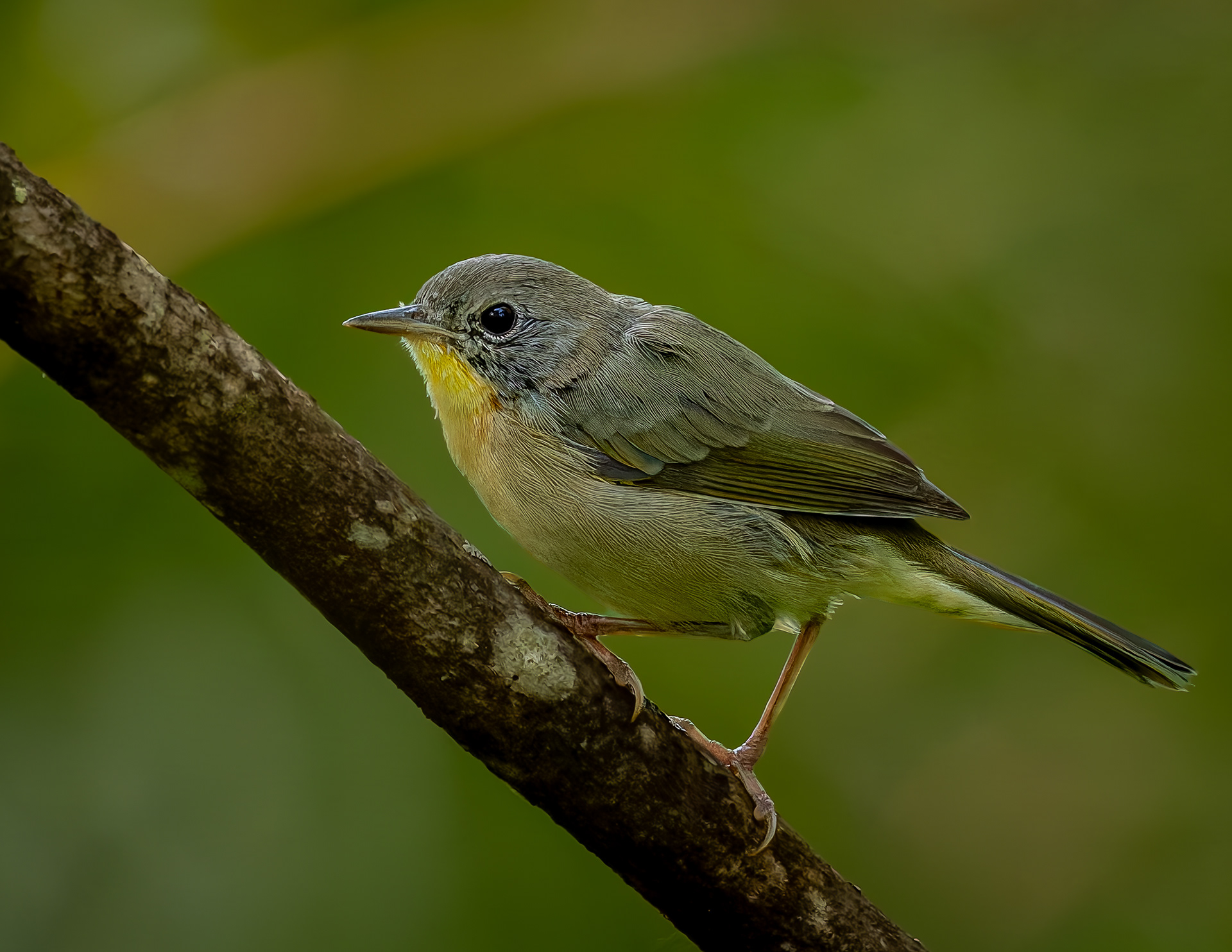 Common Yellowthroat No3 - August 2, 2026