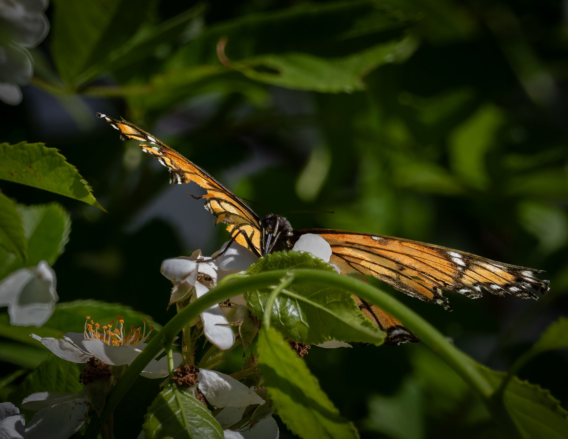 Monarch Butterfly