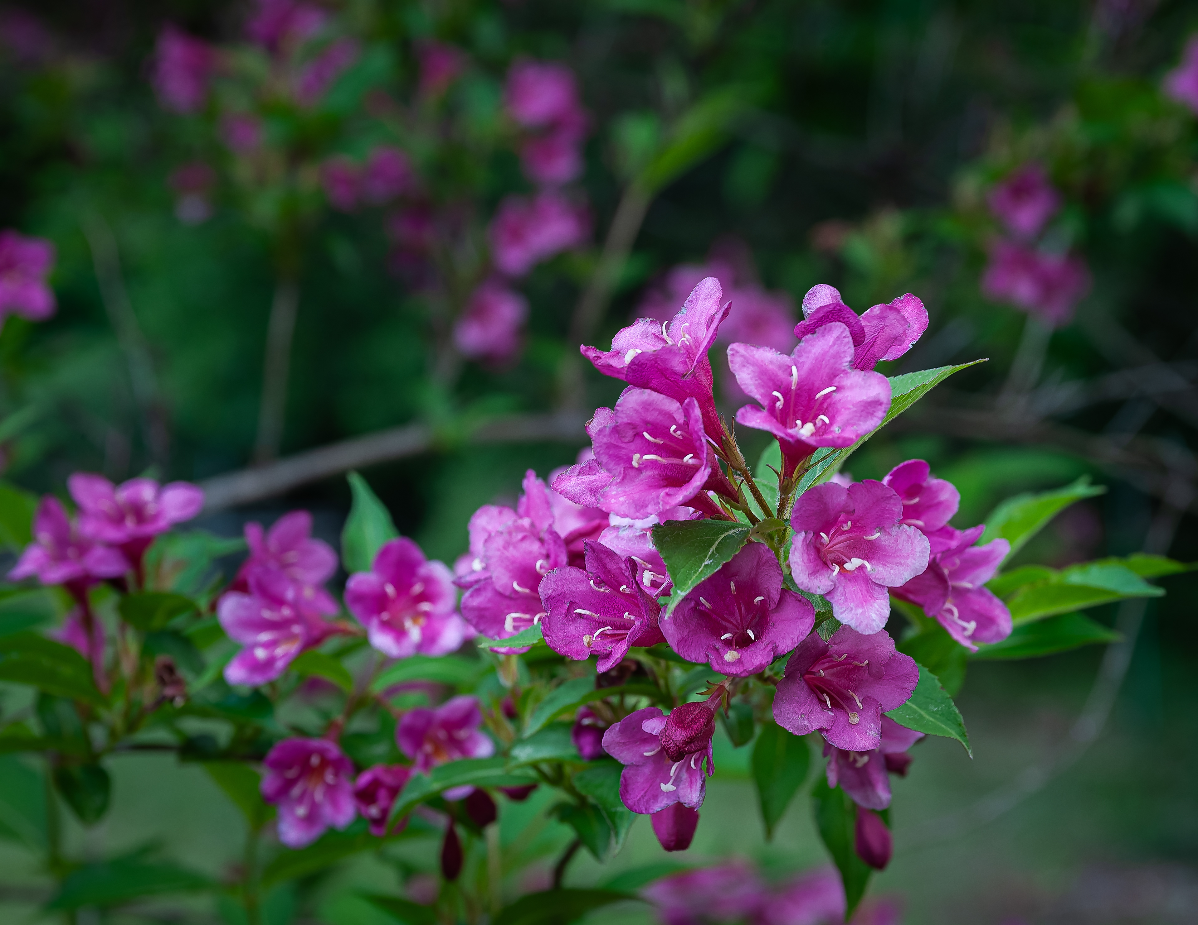 Weigela