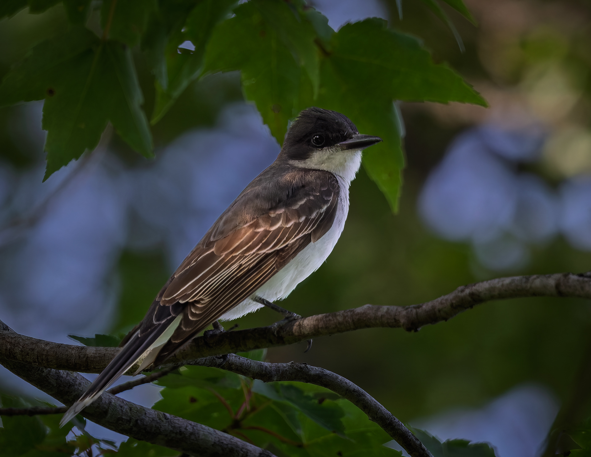 Eastern Kingbird No2