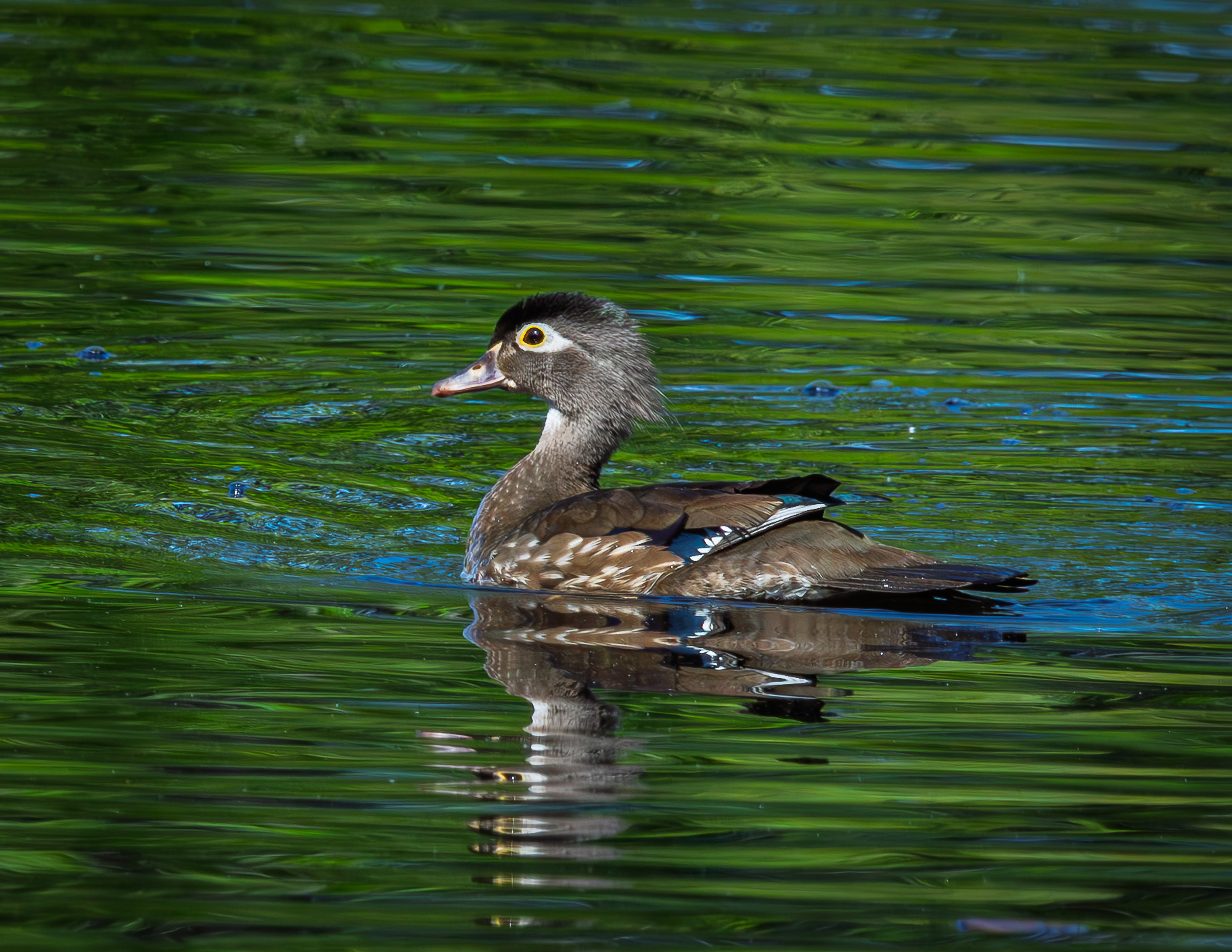 Wood Duck Hen