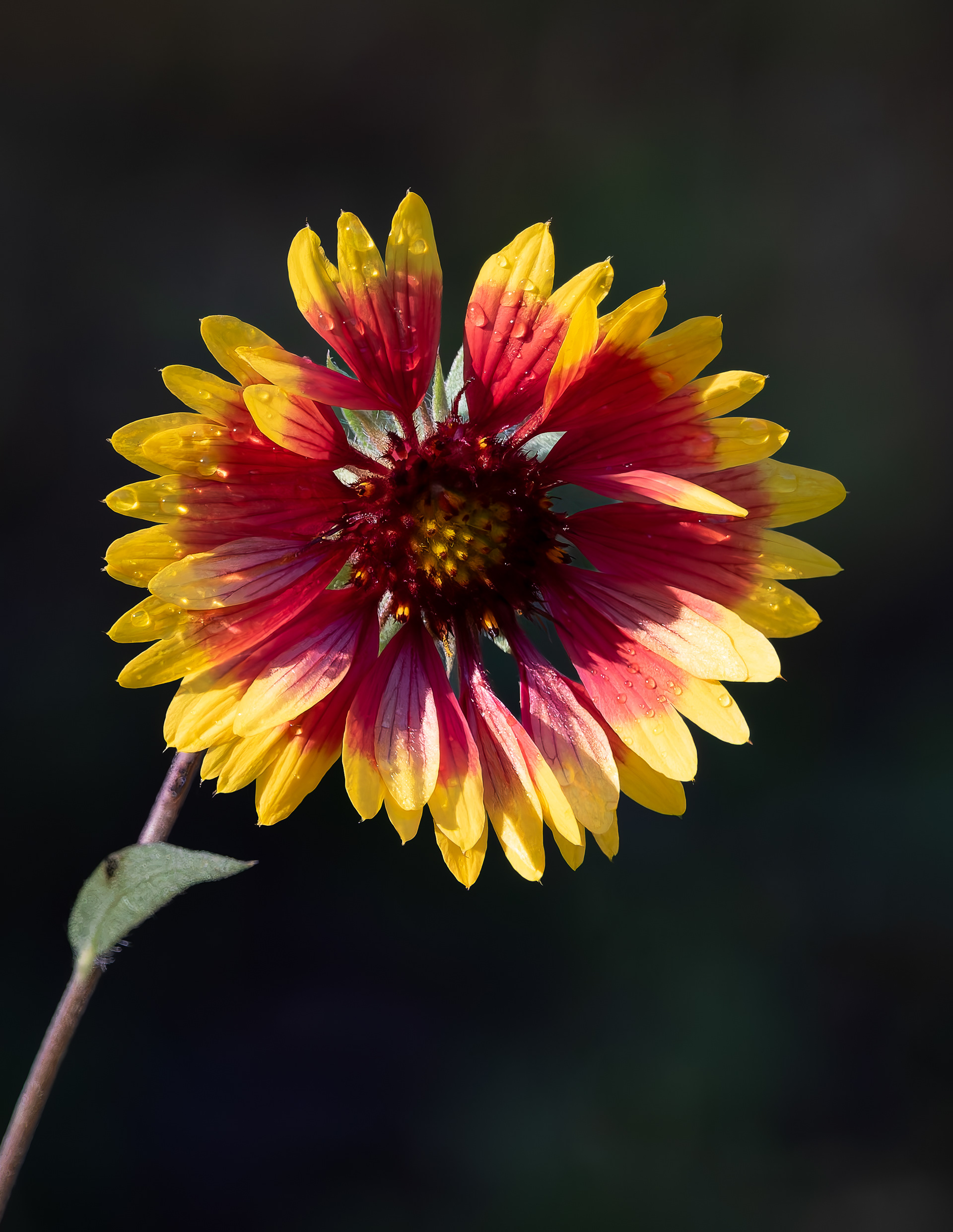 Gaillardia No2