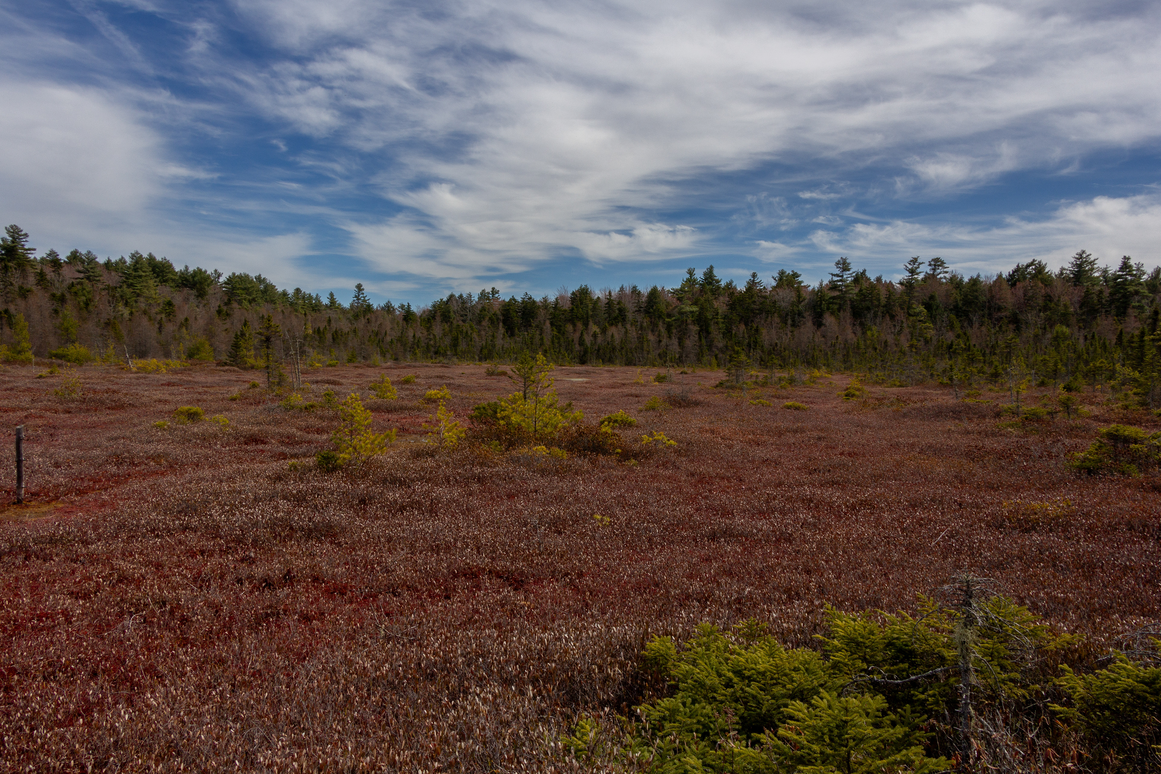 Philbrick-Cricenti Bog No2