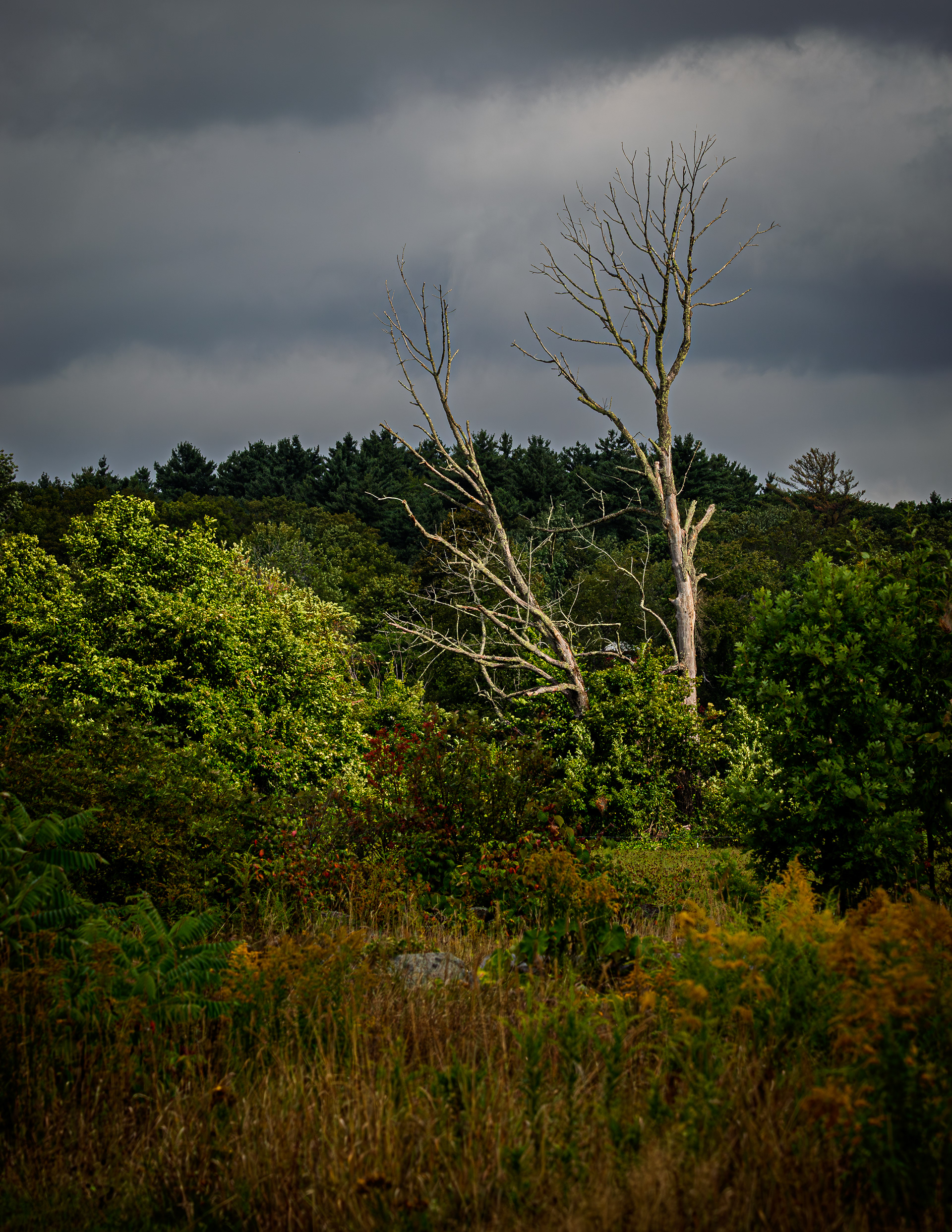Two Dead Trees at CSV No2