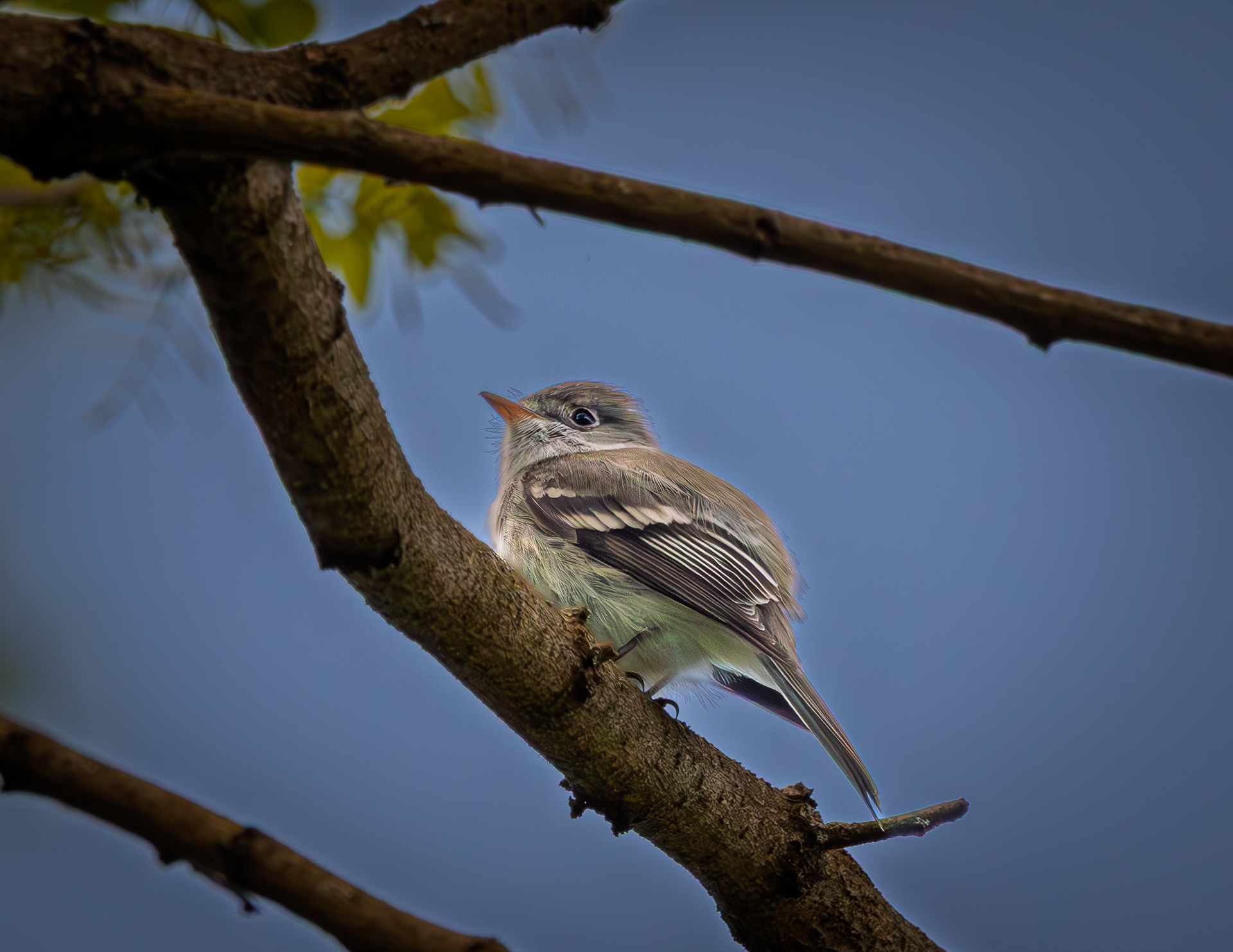 Flycatcher