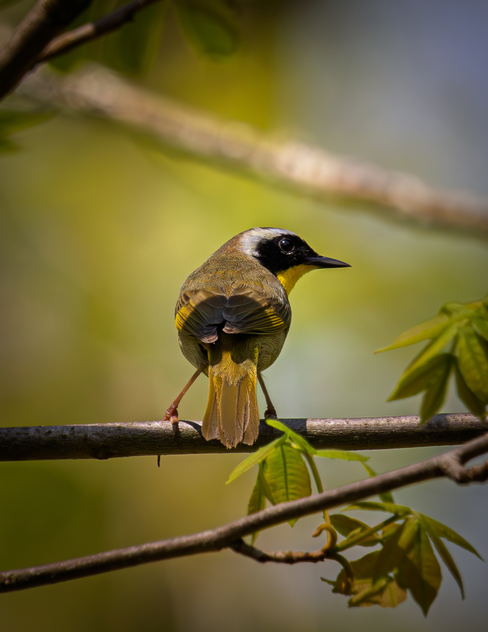 Male Common Yellowthroat No1 - May 19, 2026