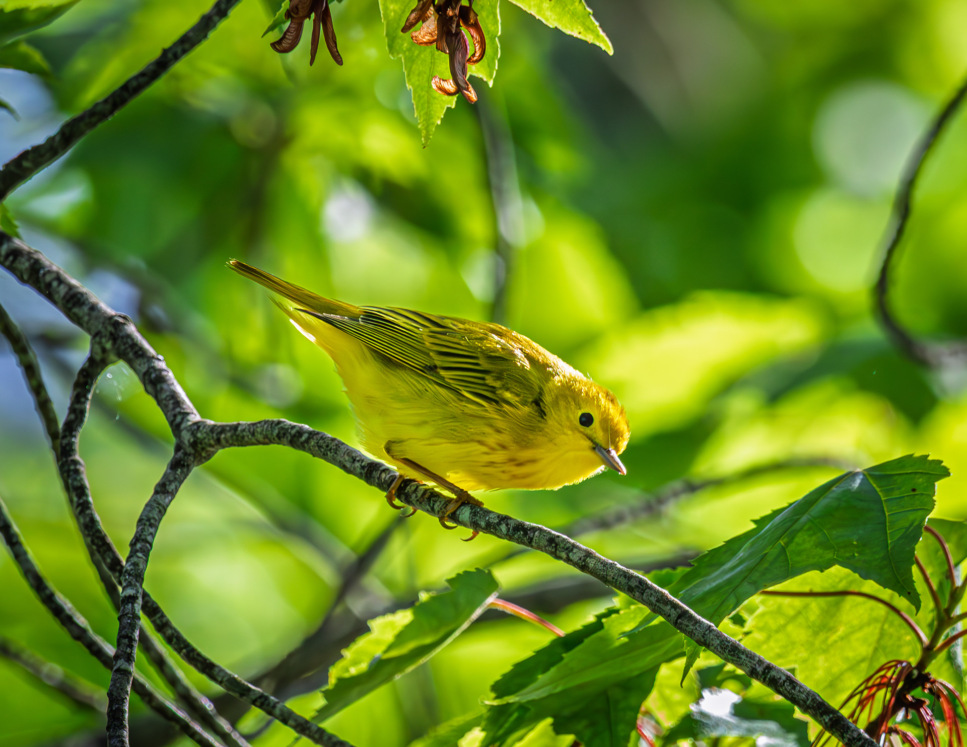 Yellow Warbler No2