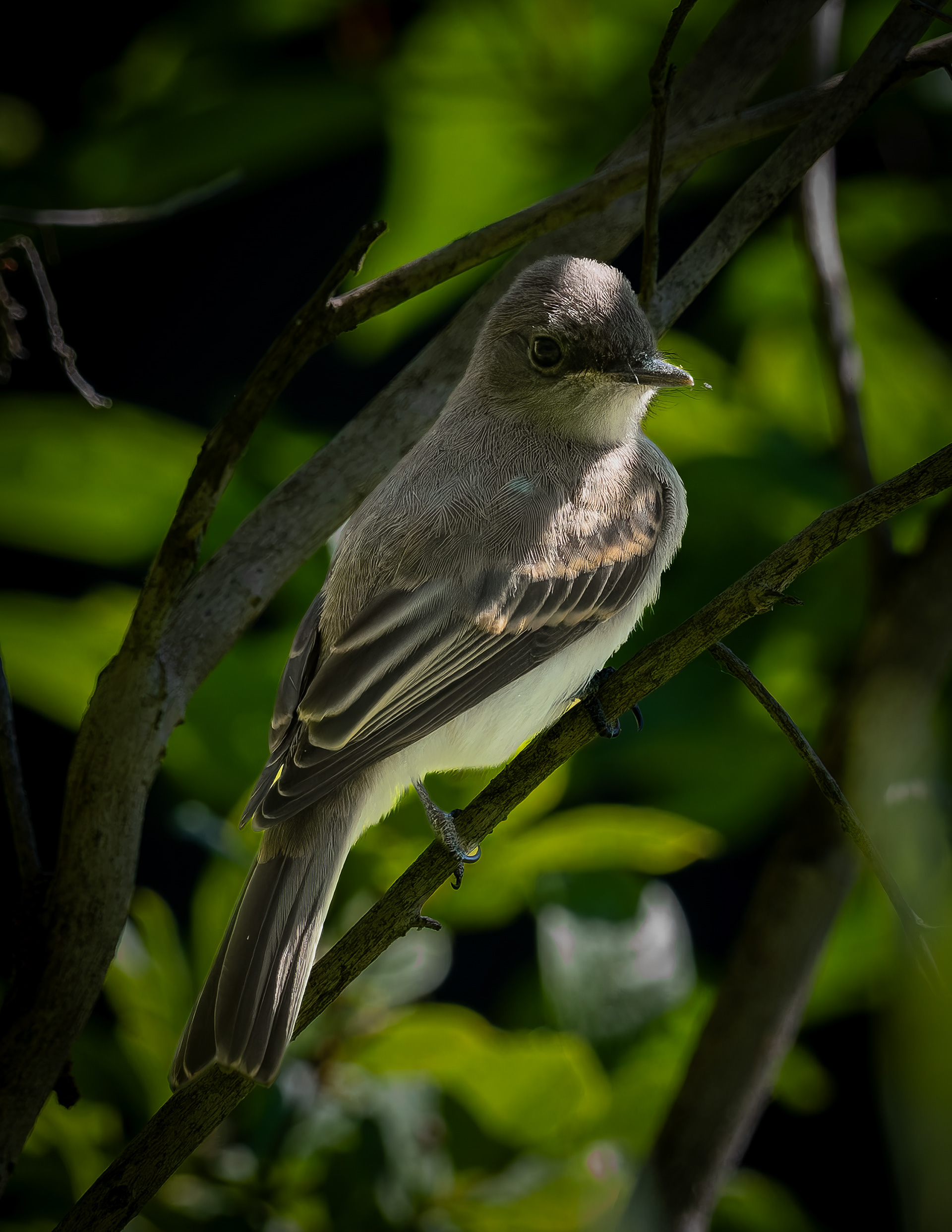 Eastern Wood Pewee No1