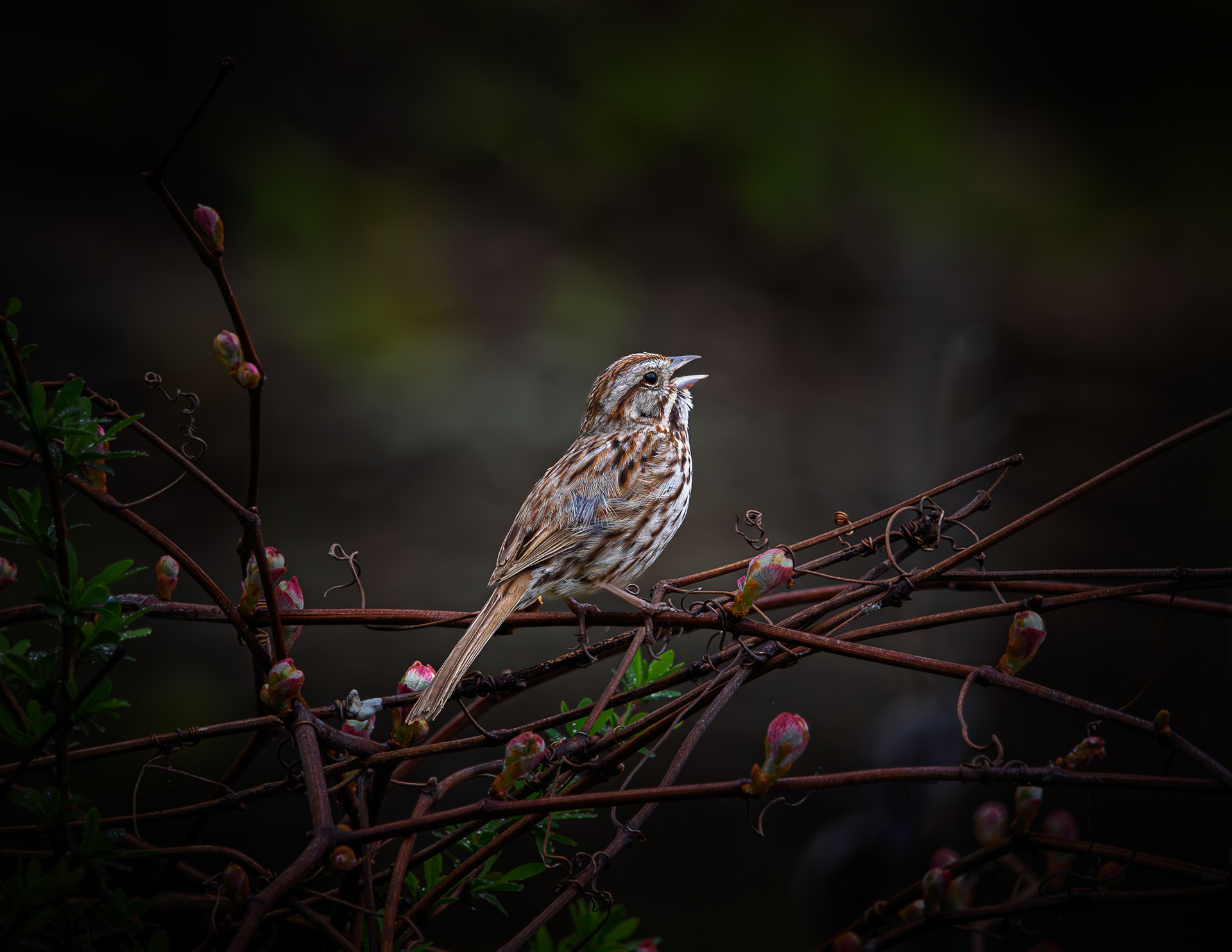 Singing Song Sparrow at CSV