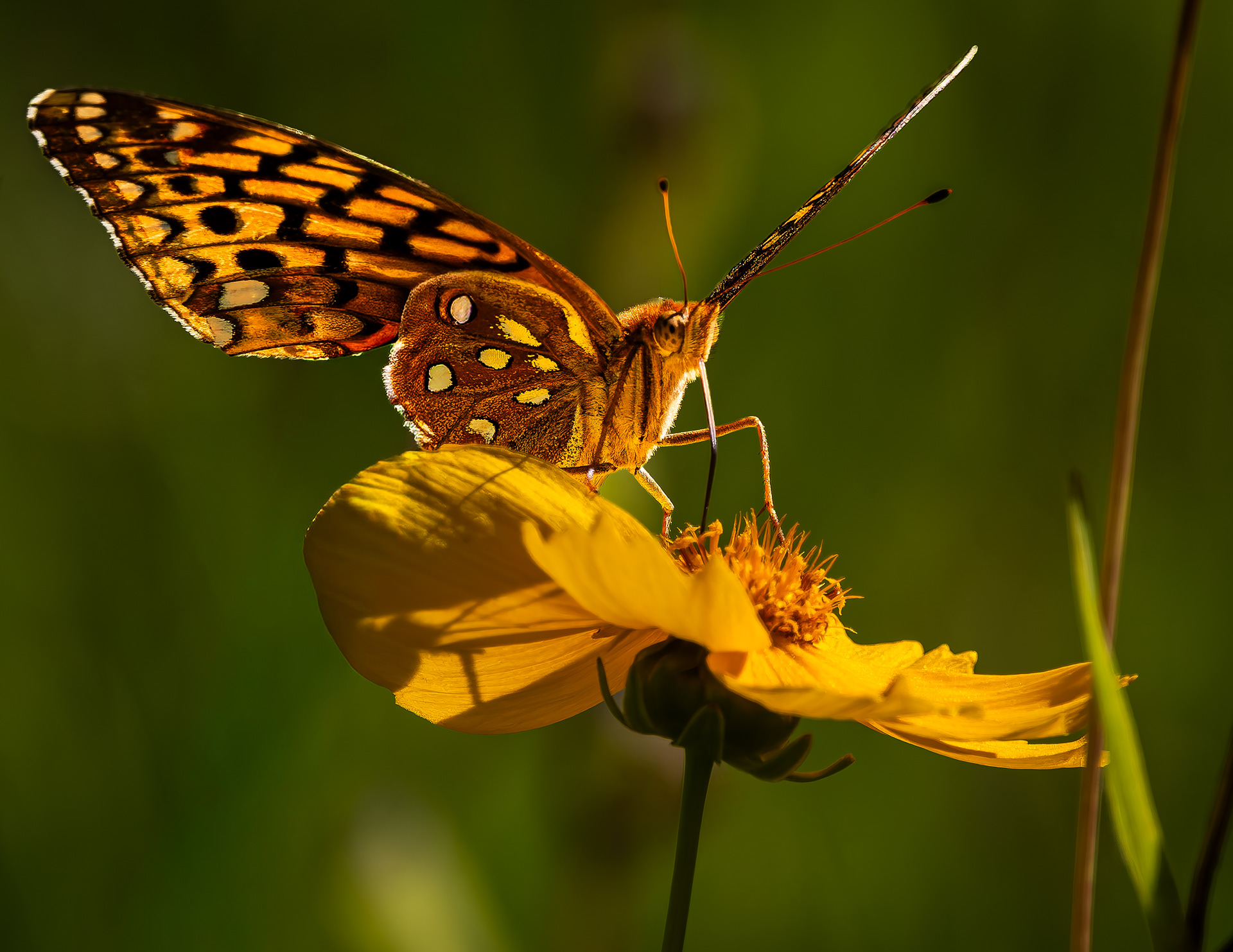 Great Spangled Fritillary Butterfly - August 20, 2026