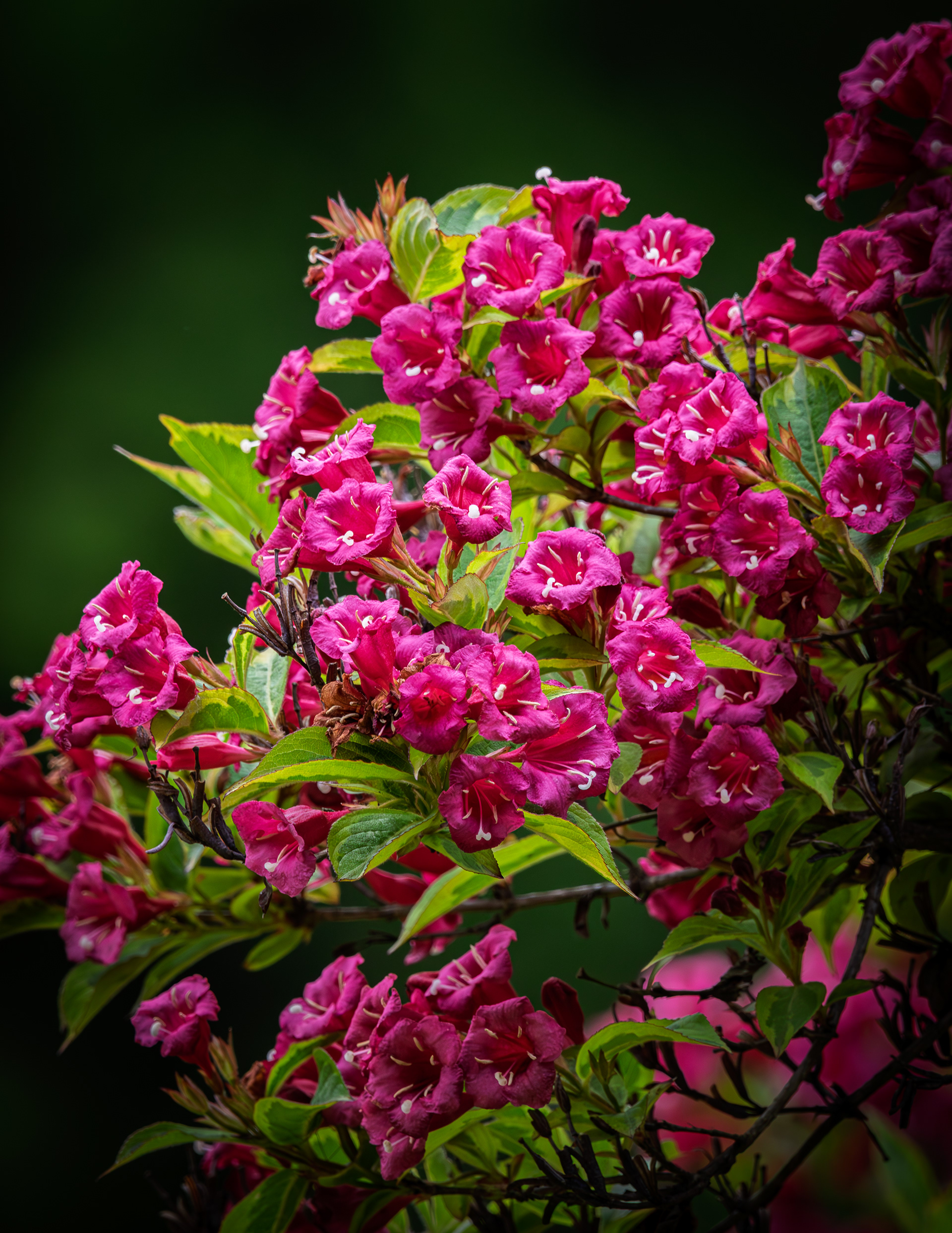 Variegated Weigela No1