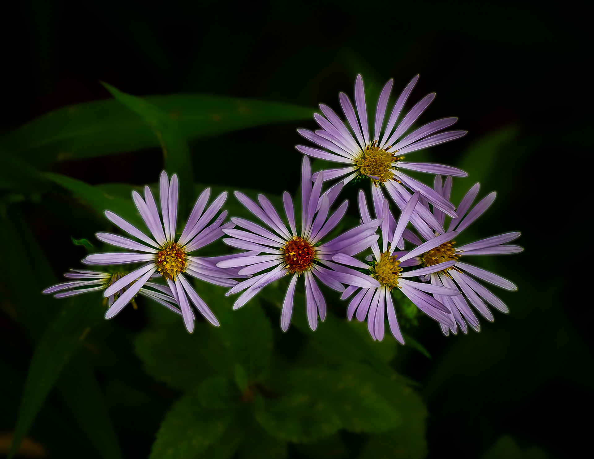 Wild Asters - August 22, 2026