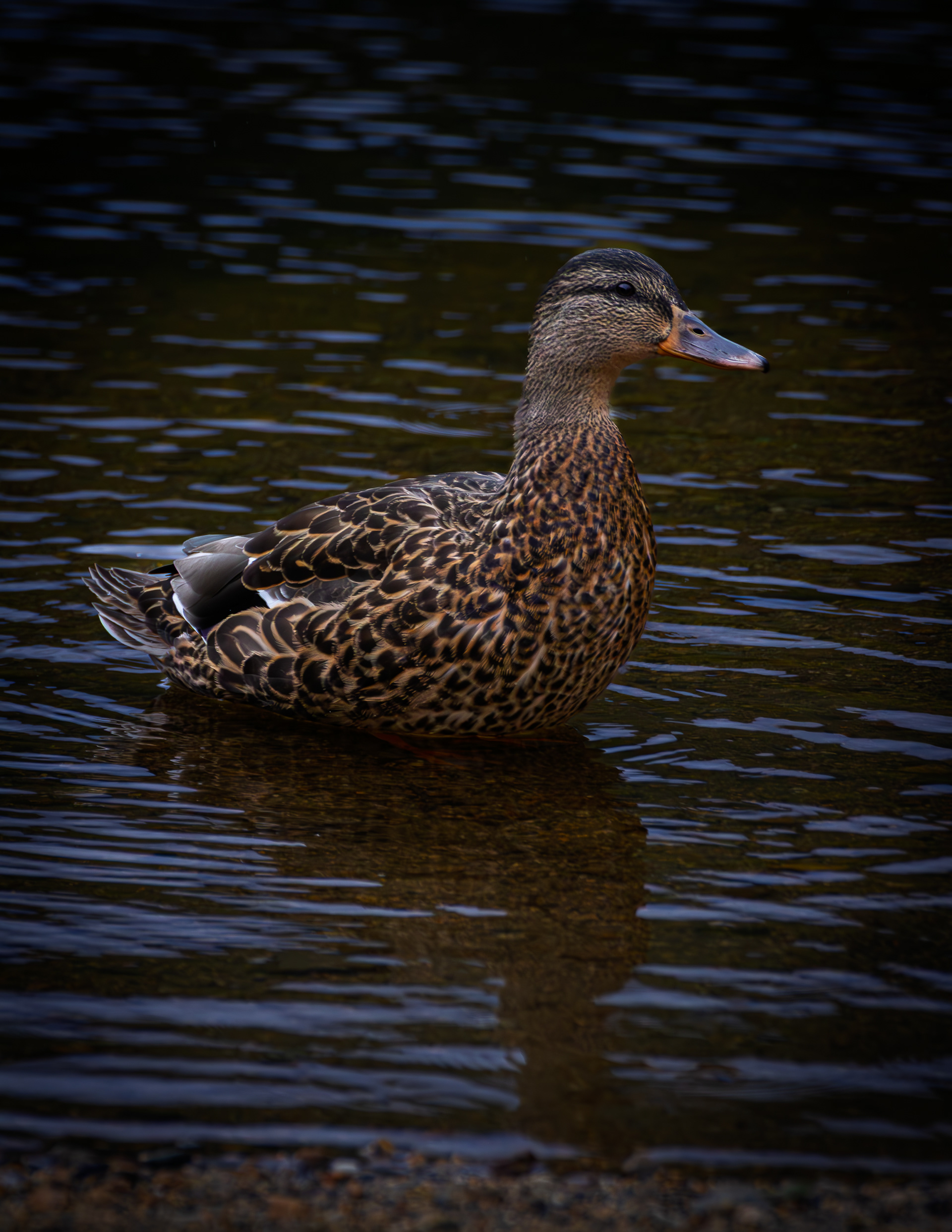 Mallard Hen No4