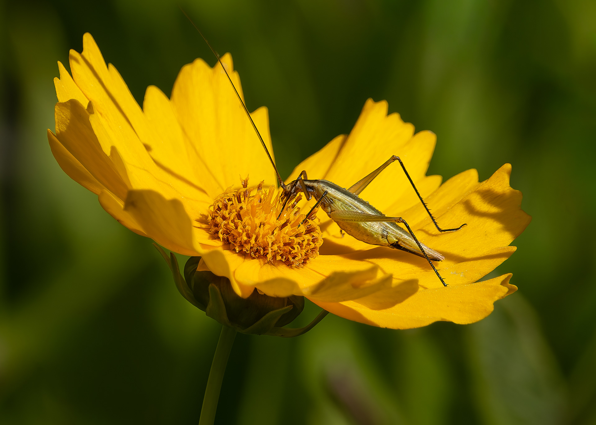 Tree Cricket