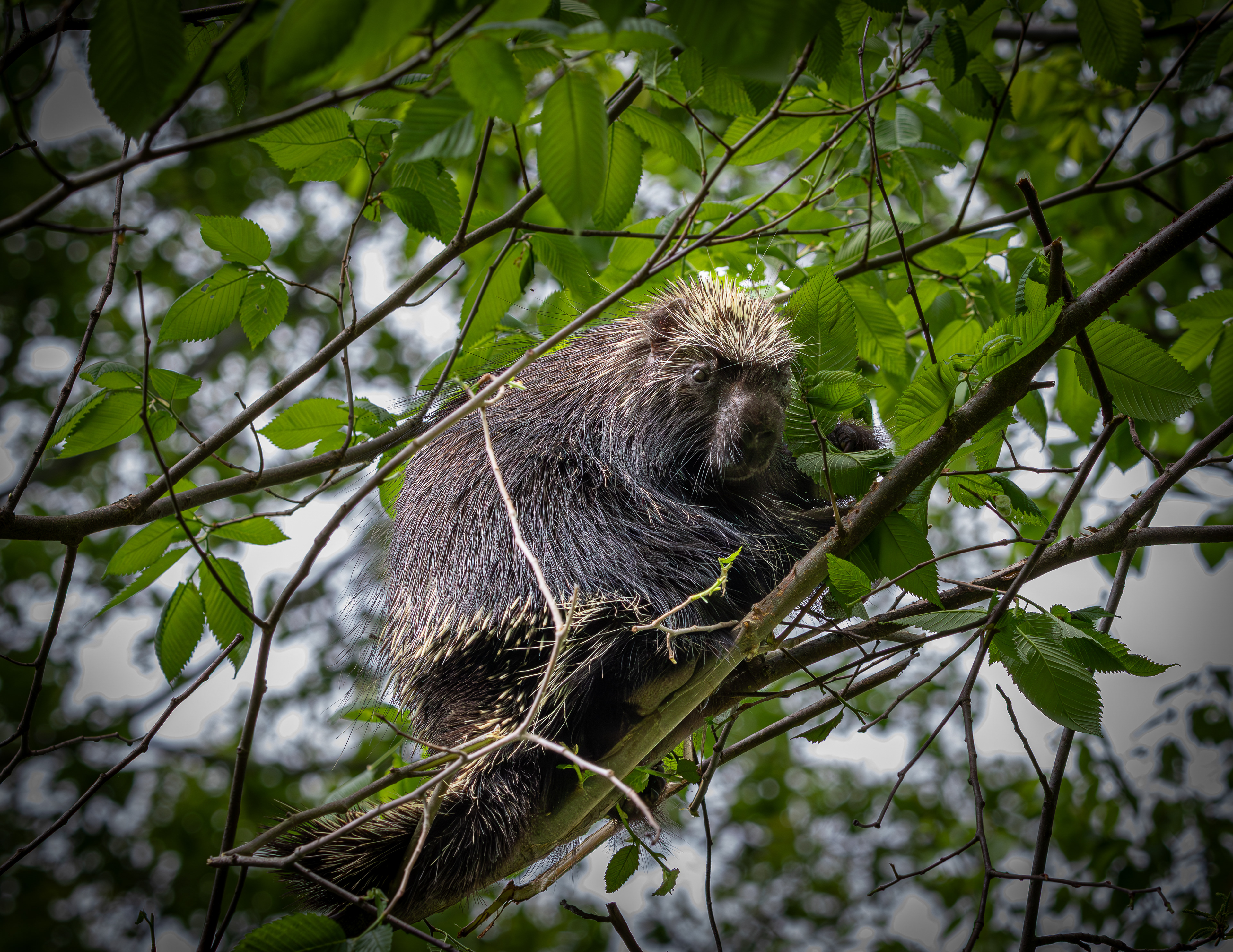 Porcupine in a Tree