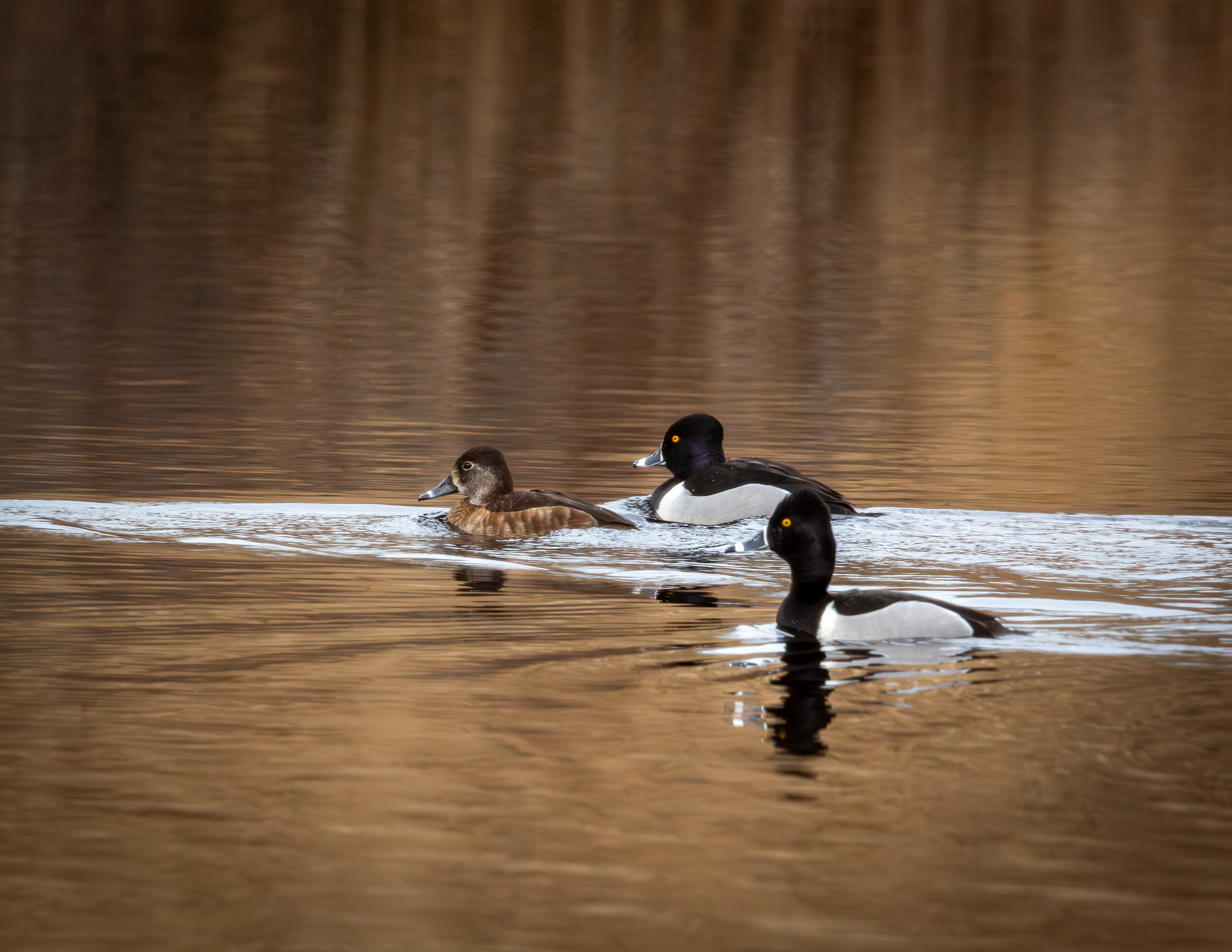 Ringnecked Ducks at CSV No5