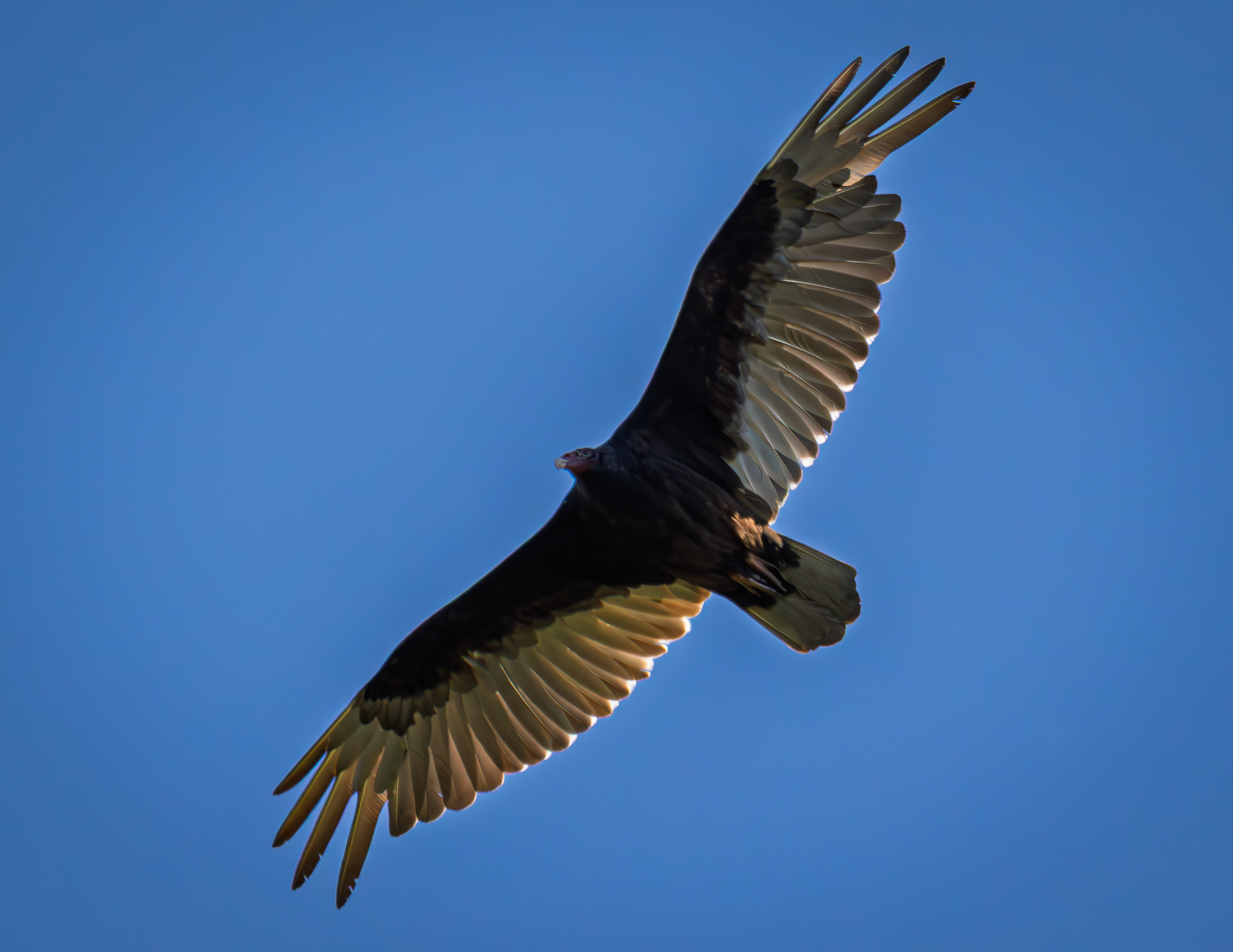 Turkey Vulture