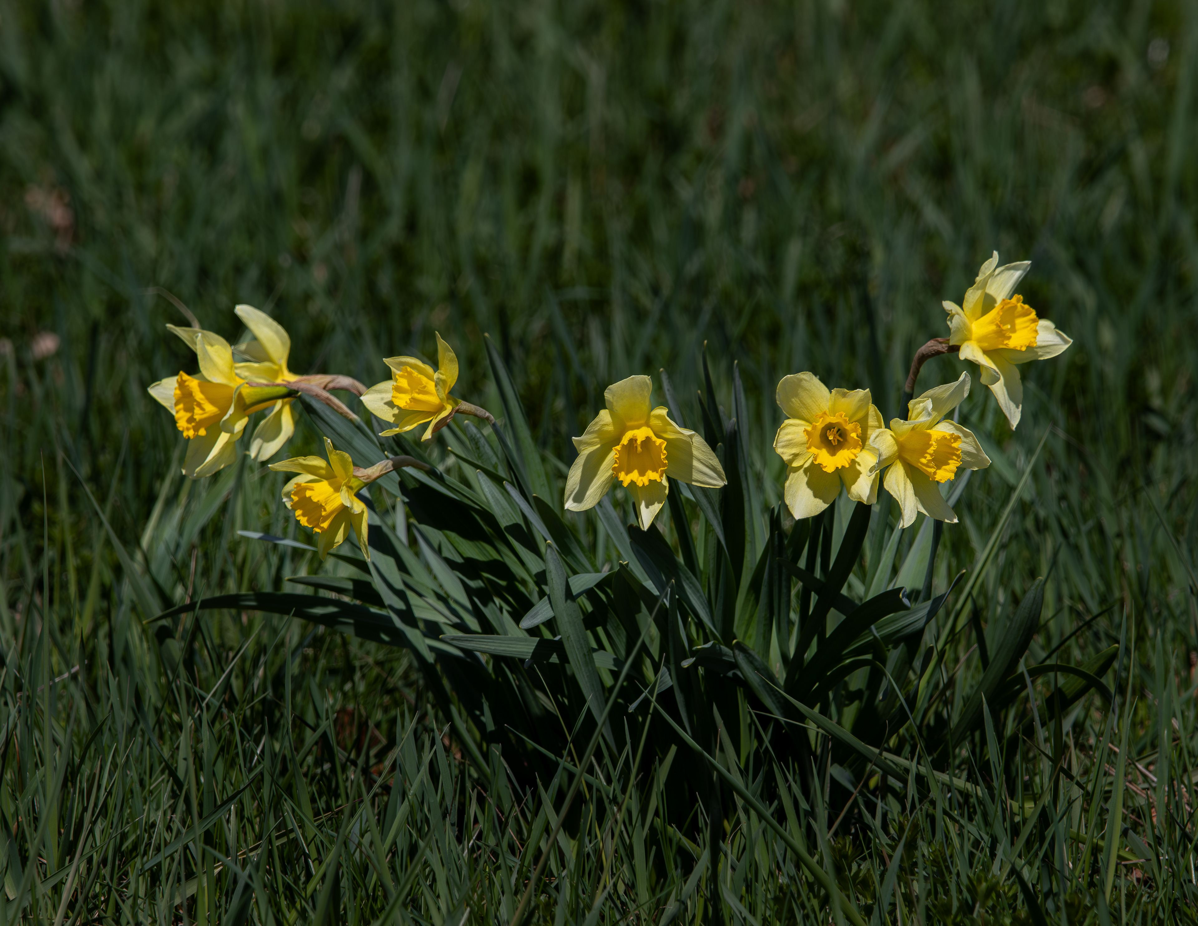 Daffodills at CSV