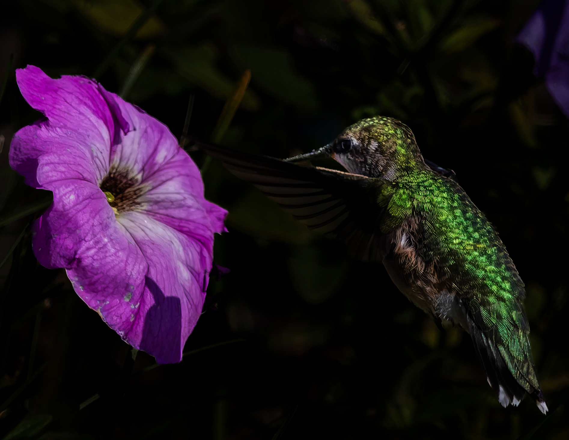 Ruby-throated Hummingbird No2 - September 16, 2026