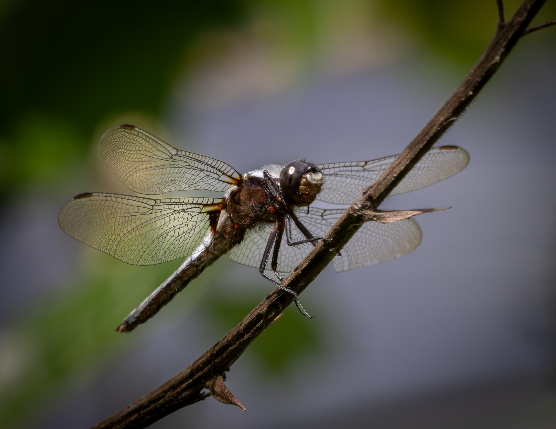 Dragonfly No3