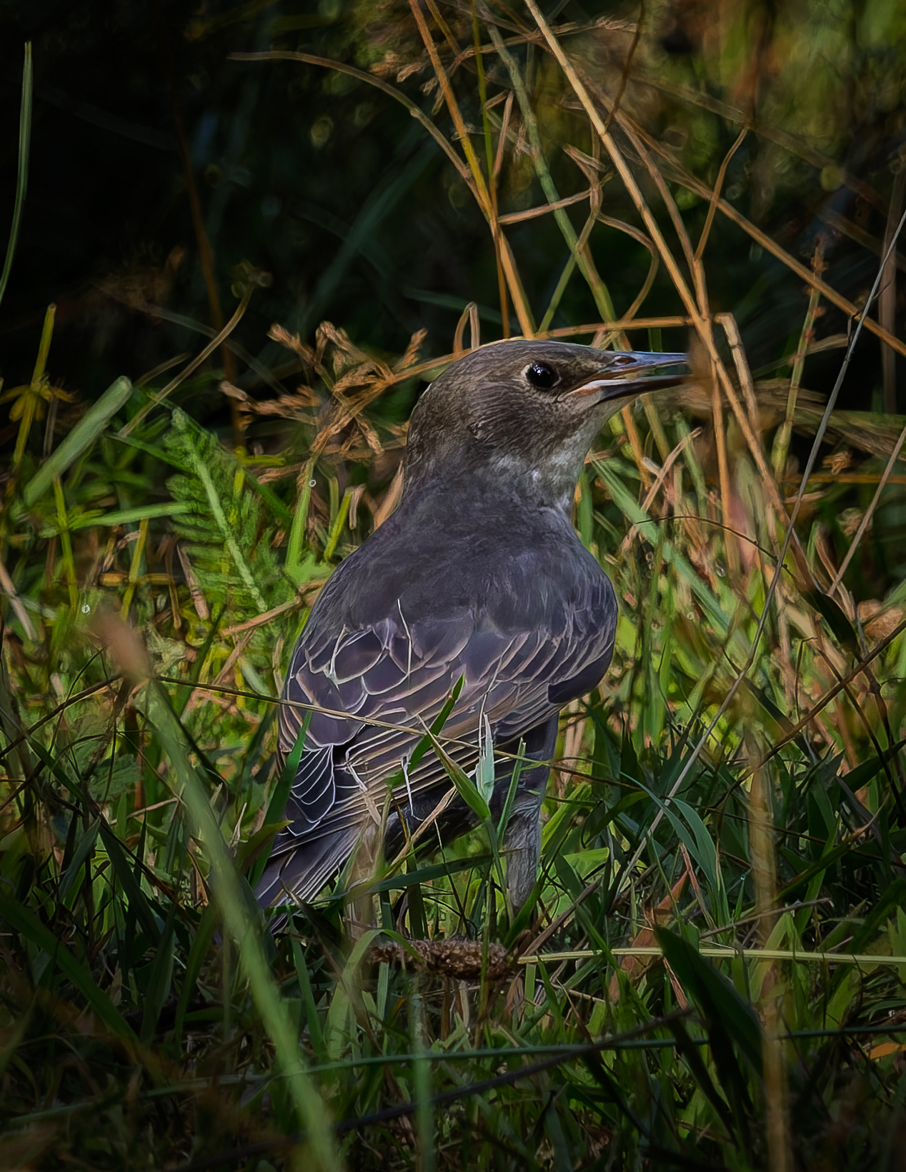 Juvenile Common Starling