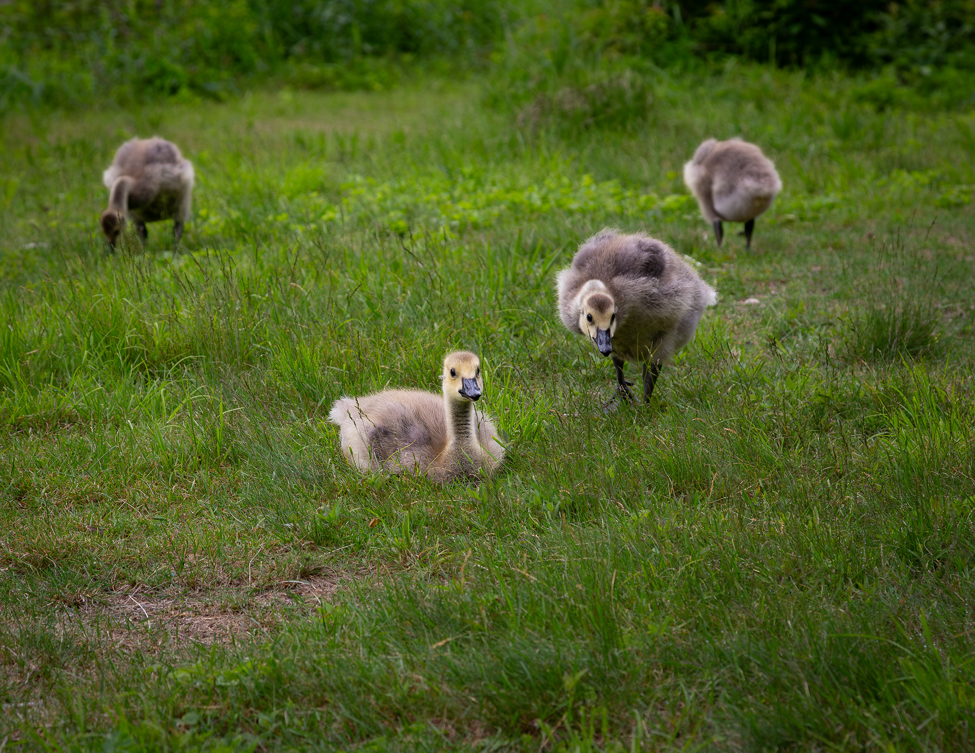 Canada Geese Goslings at Willey Pond - June 15, 2025