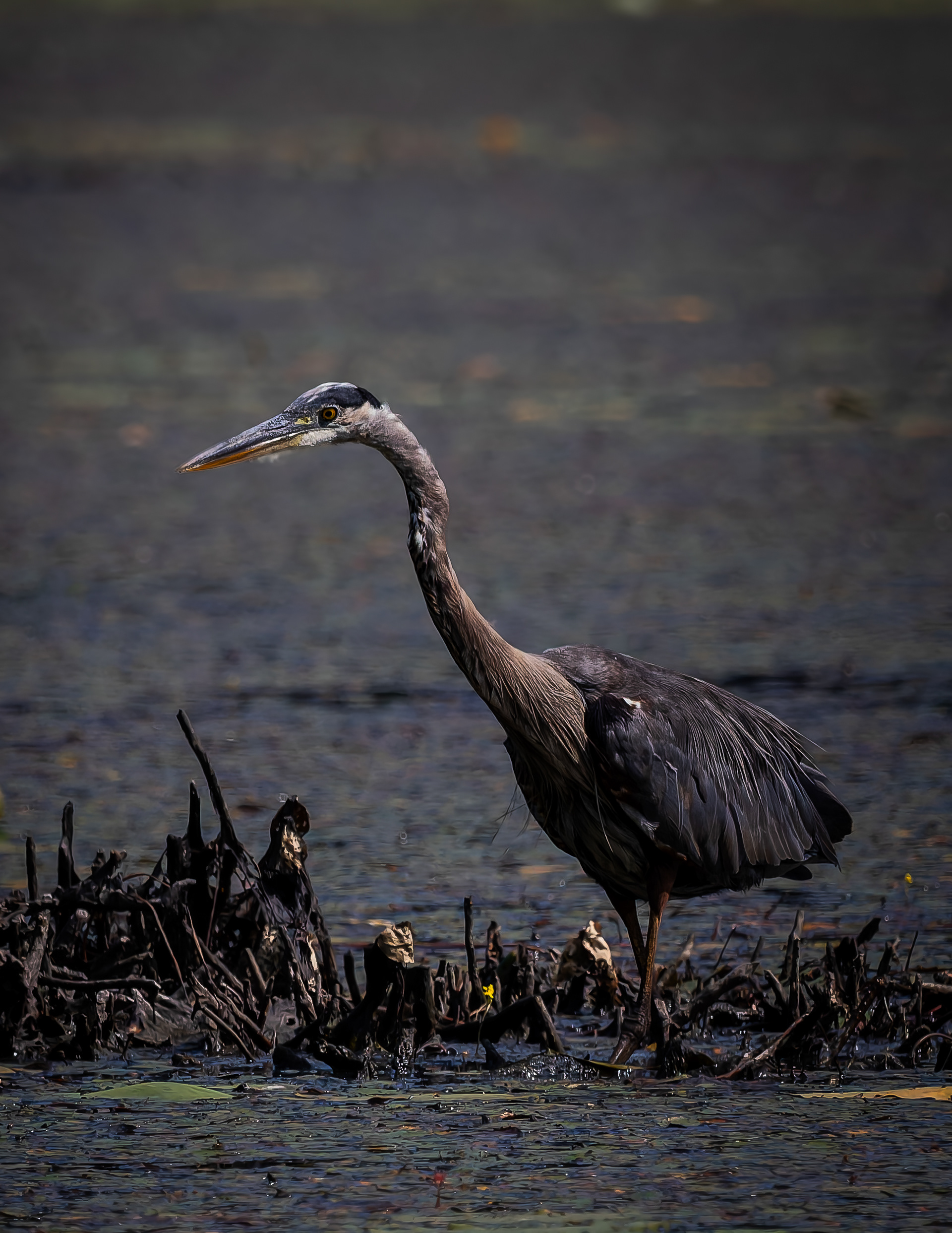 Great Blue Heron No2