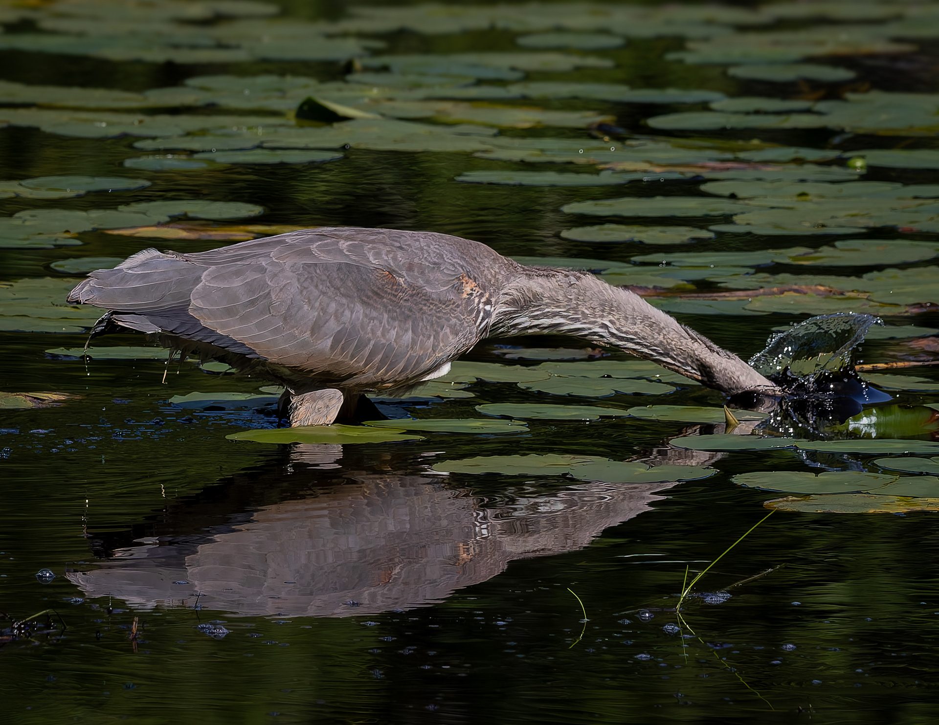 Great Blue Heron No10