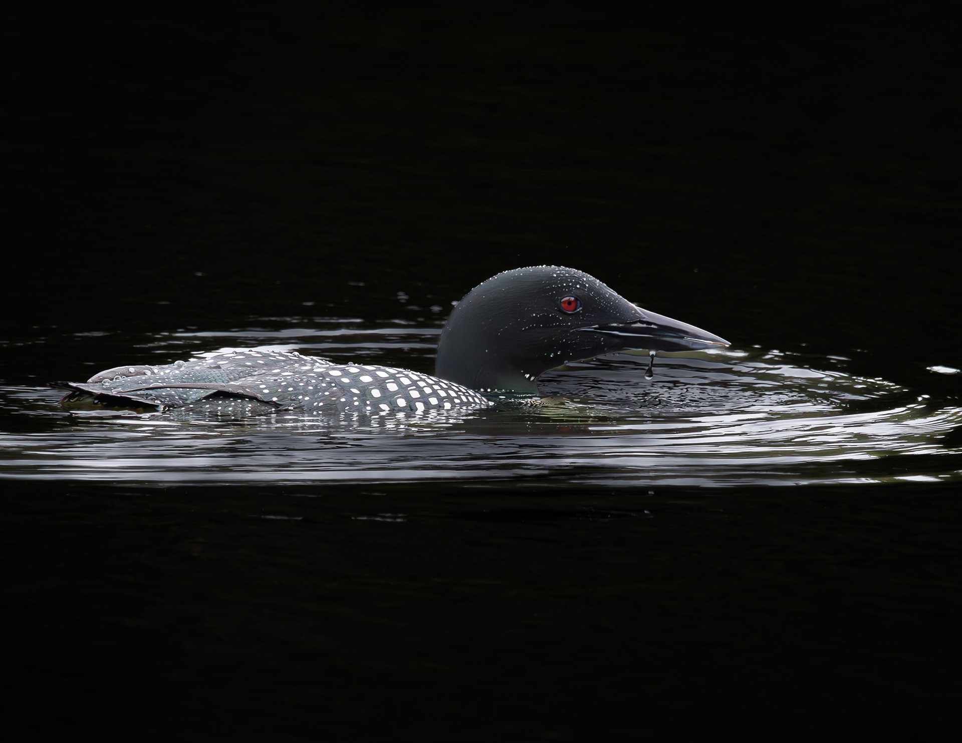 Loon at Shellcamp Pond - May 4, 2025