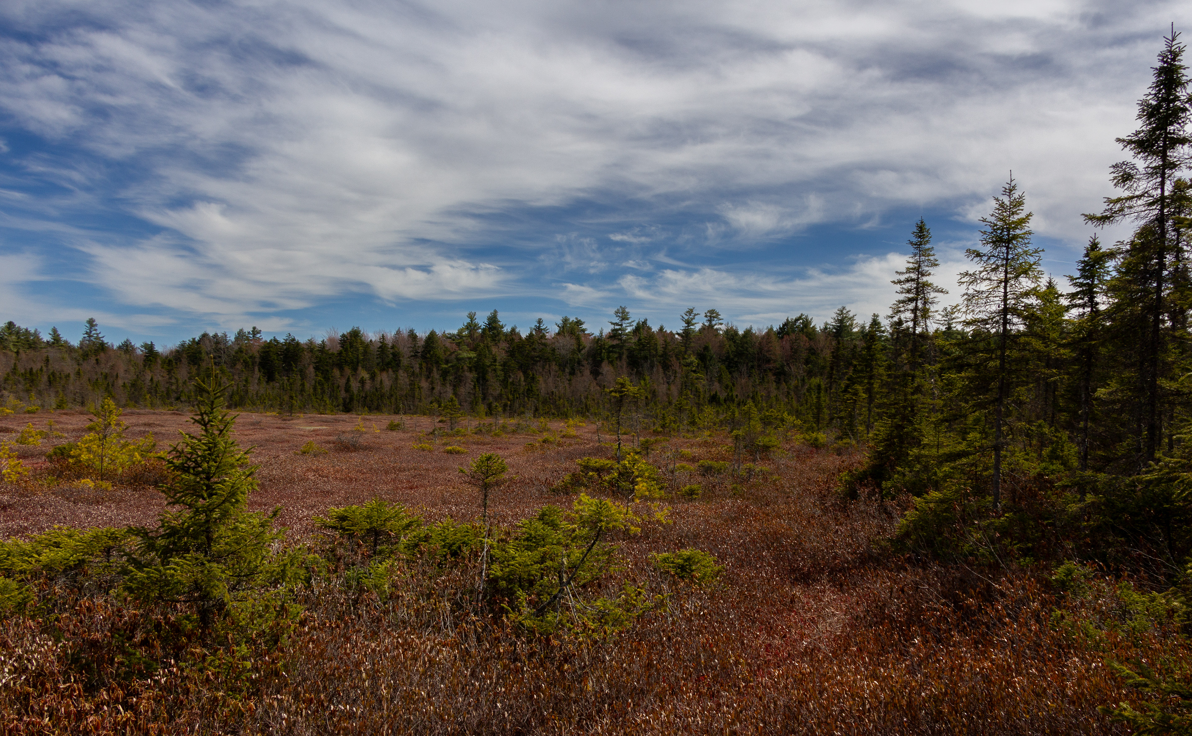 Philbrick-Cricenti Bog No1